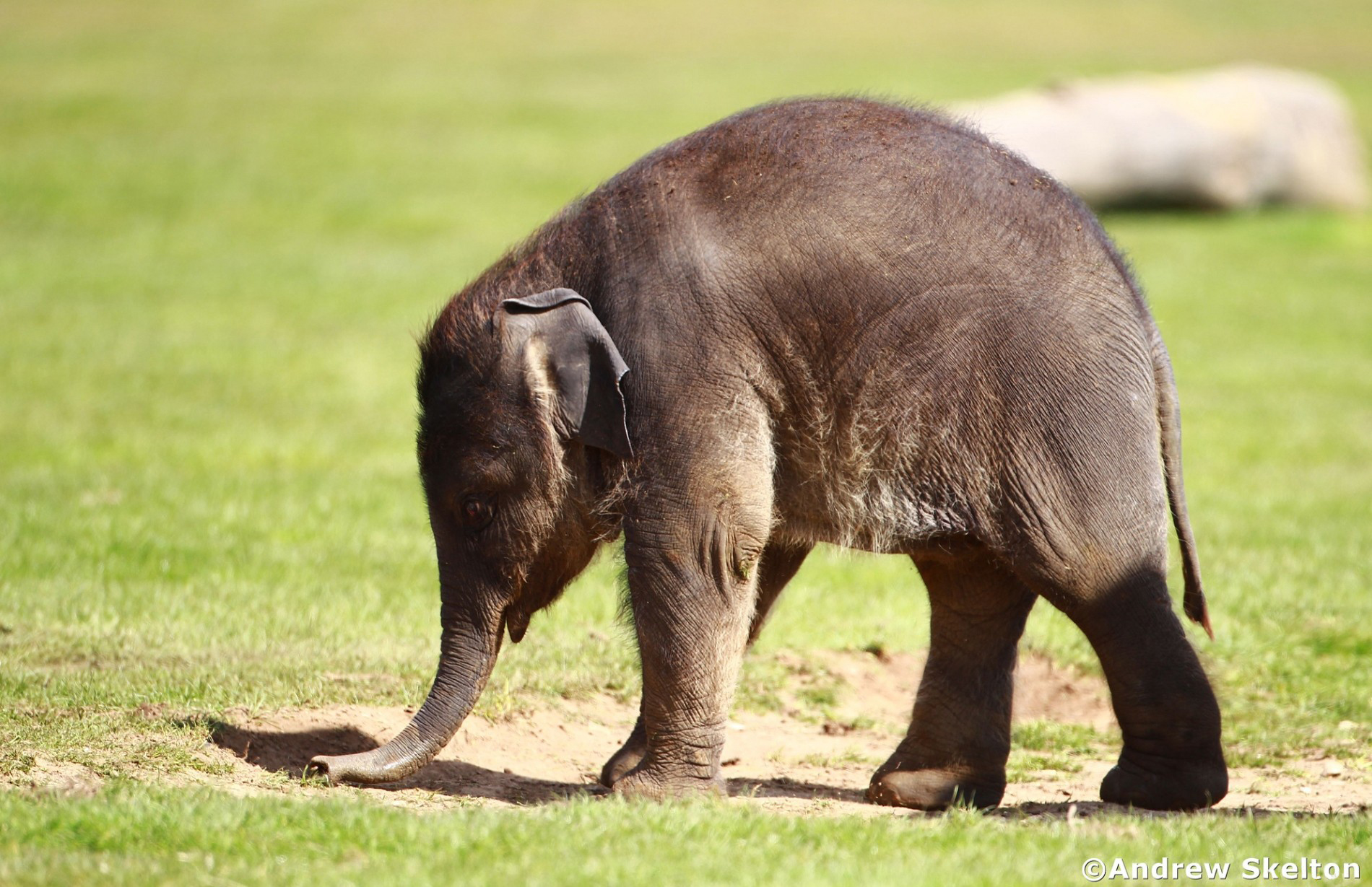 Descarga gratis la imagen Elefante Asiático, Elefantes, Animales en el escritorio de tu PC