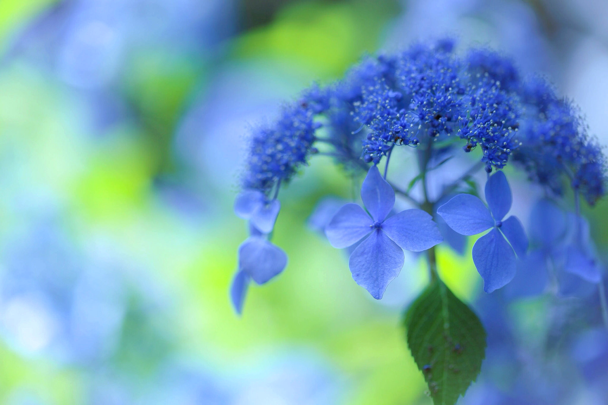 Descarga gratis la imagen Flores, Hortensia, Tierra/naturaleza en el escritorio de tu PC