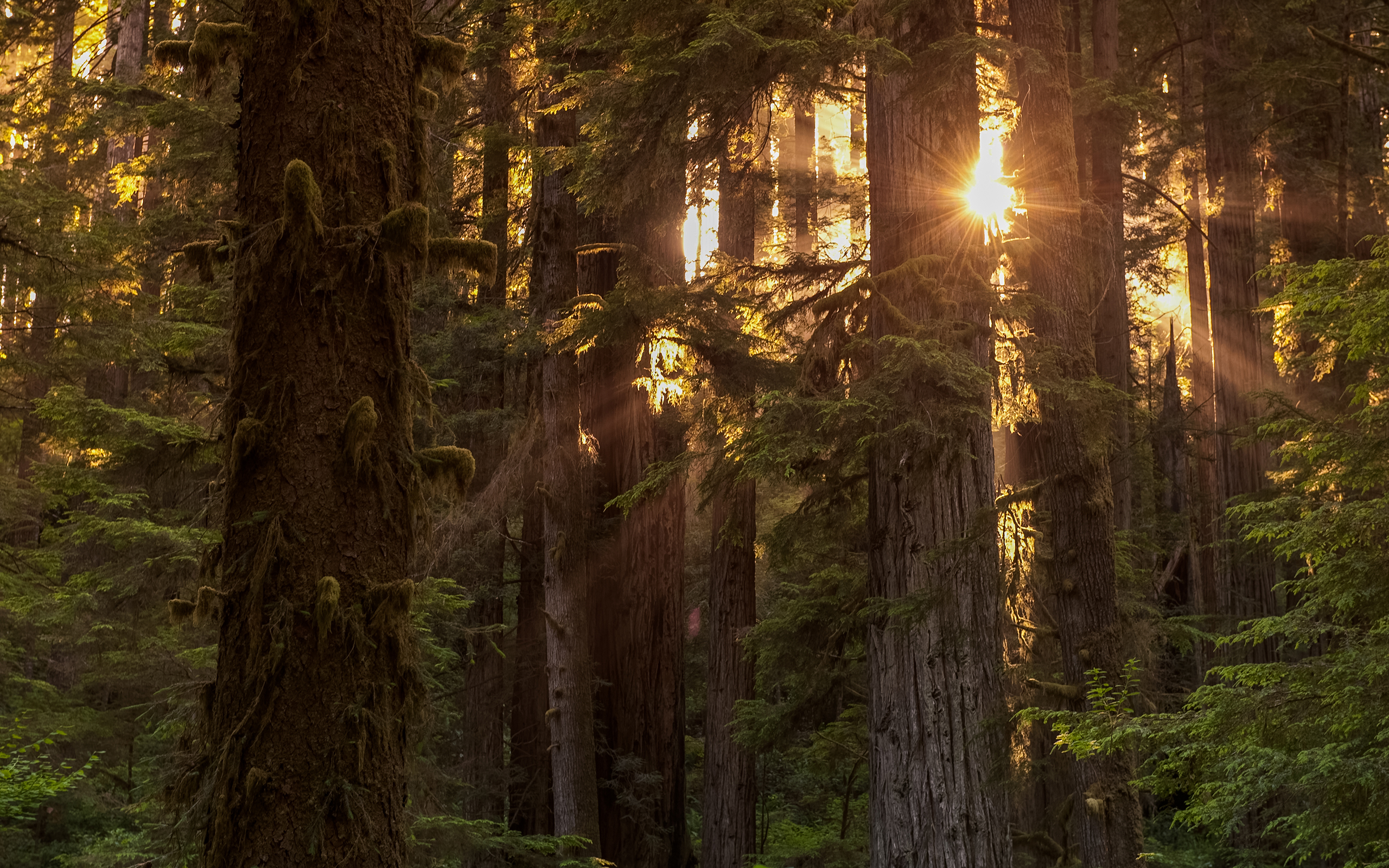 Handy-Wallpaper Wald, Baum, Sonnenaufgang, Sonnenstrahl, Erde/natur, Redwood kostenlos herunterladen.