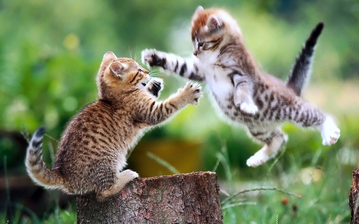Скачать обои бесплатно Животные, Кошки (Коты Котики) картинка на рабочий стол ПК