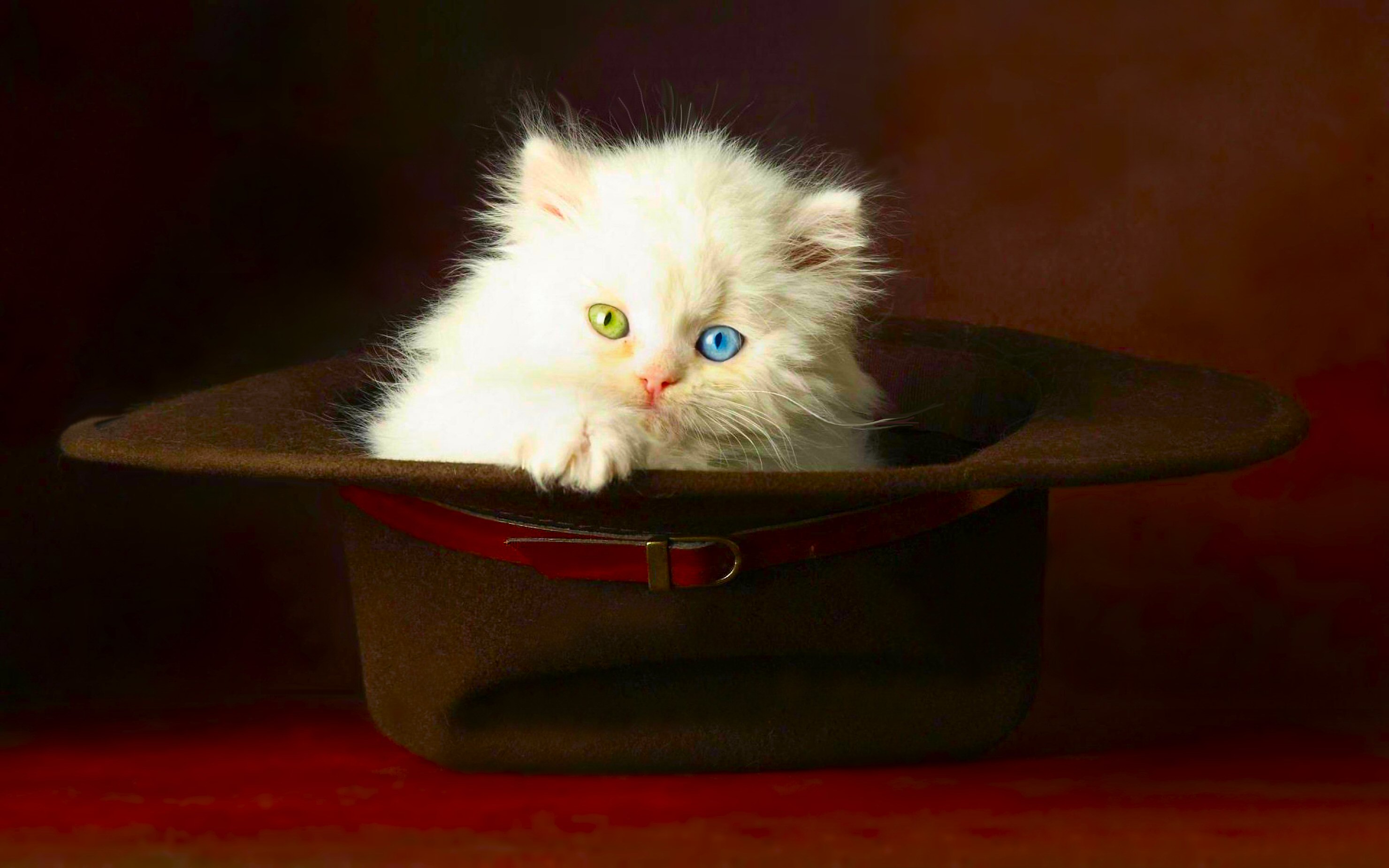 281983画像をダウンロード猫, 帽子, 動物, ネコ, 可愛い, 子猫-壁紙とスクリーンセーバーを無料で