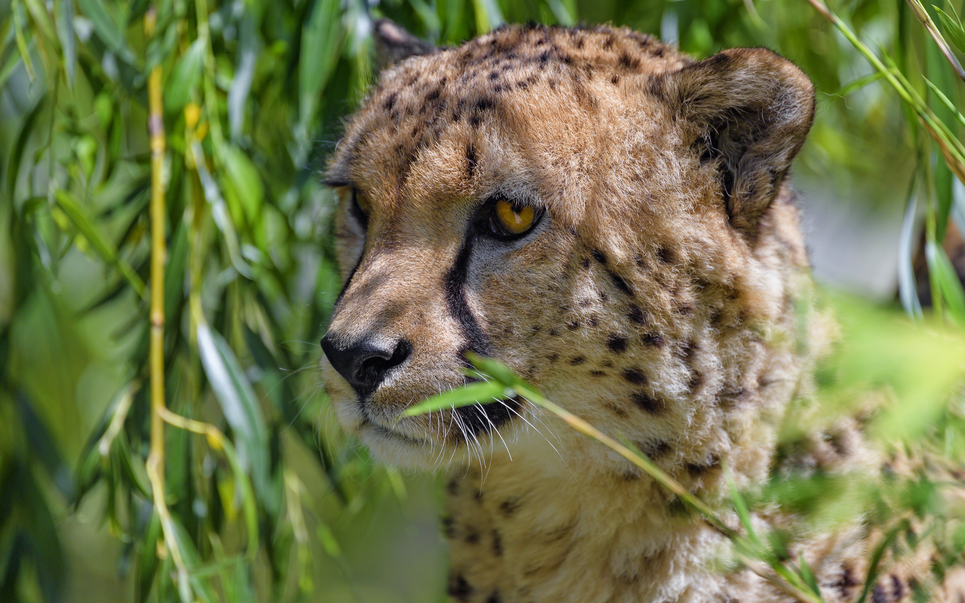 Laden Sie das Gepard, Katzen, Tiere-Bild kostenlos auf Ihren PC-Desktop herunter