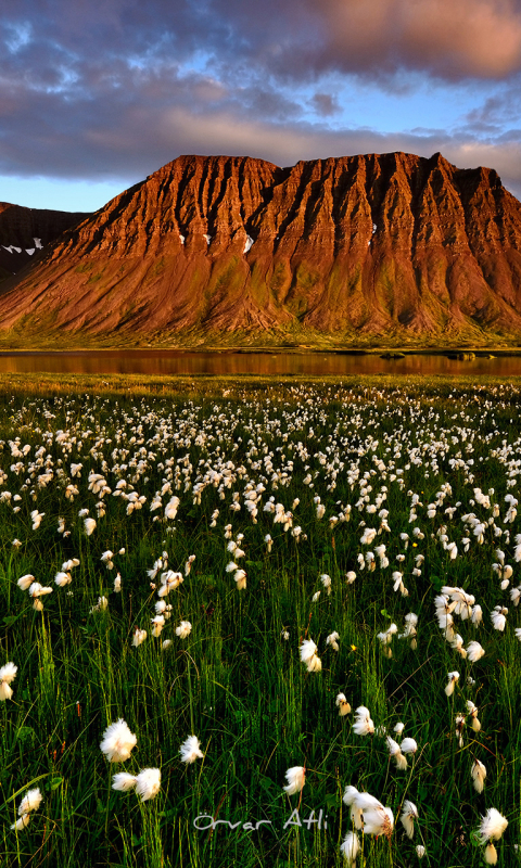 Скачать картинку Пейзаж, Горы, Гора, Цветок, Земля, Поле, Исландия, Ландшафт, Белый Цветок, Земля/природа в телефон бесплатно.