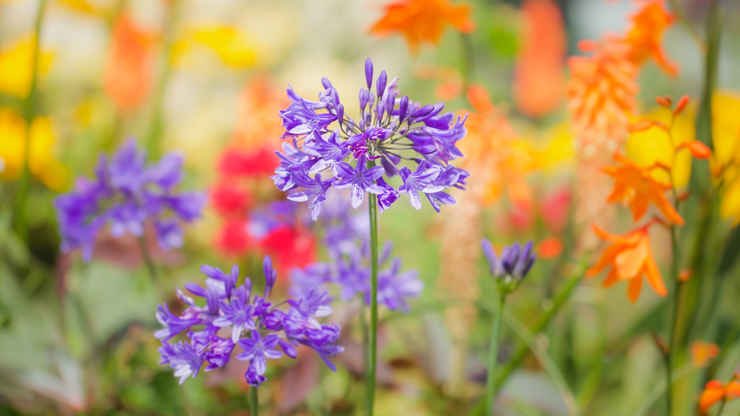 Laden Sie das Blumen, Blume, Makro, Erde/natur-Bild kostenlos auf Ihren PC-Desktop herunter