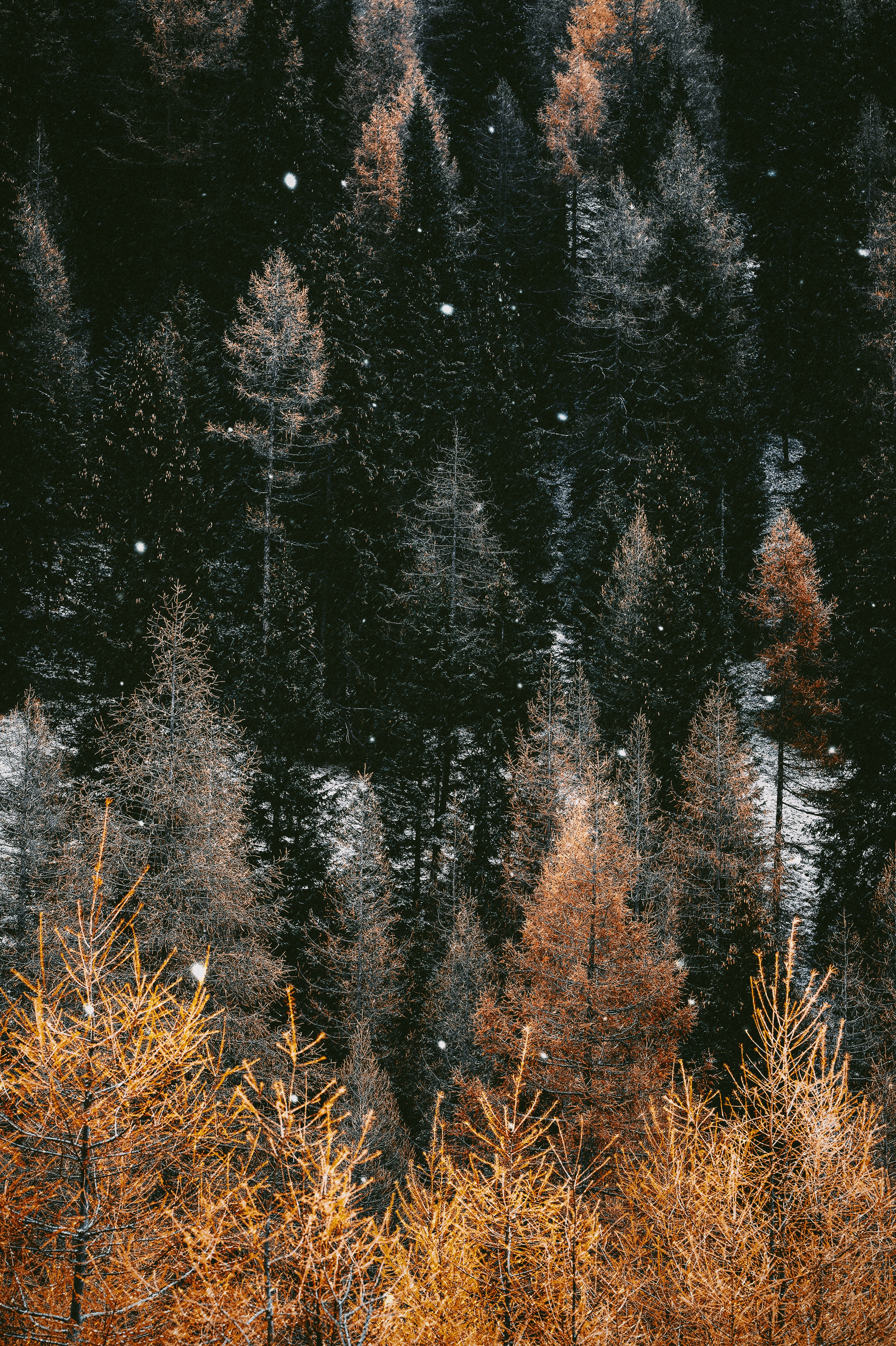 Laden Sie das Natur, Bäume, Wald, Schneefall, Schnee, Winter-Bild kostenlos auf Ihren PC-Desktop herunter