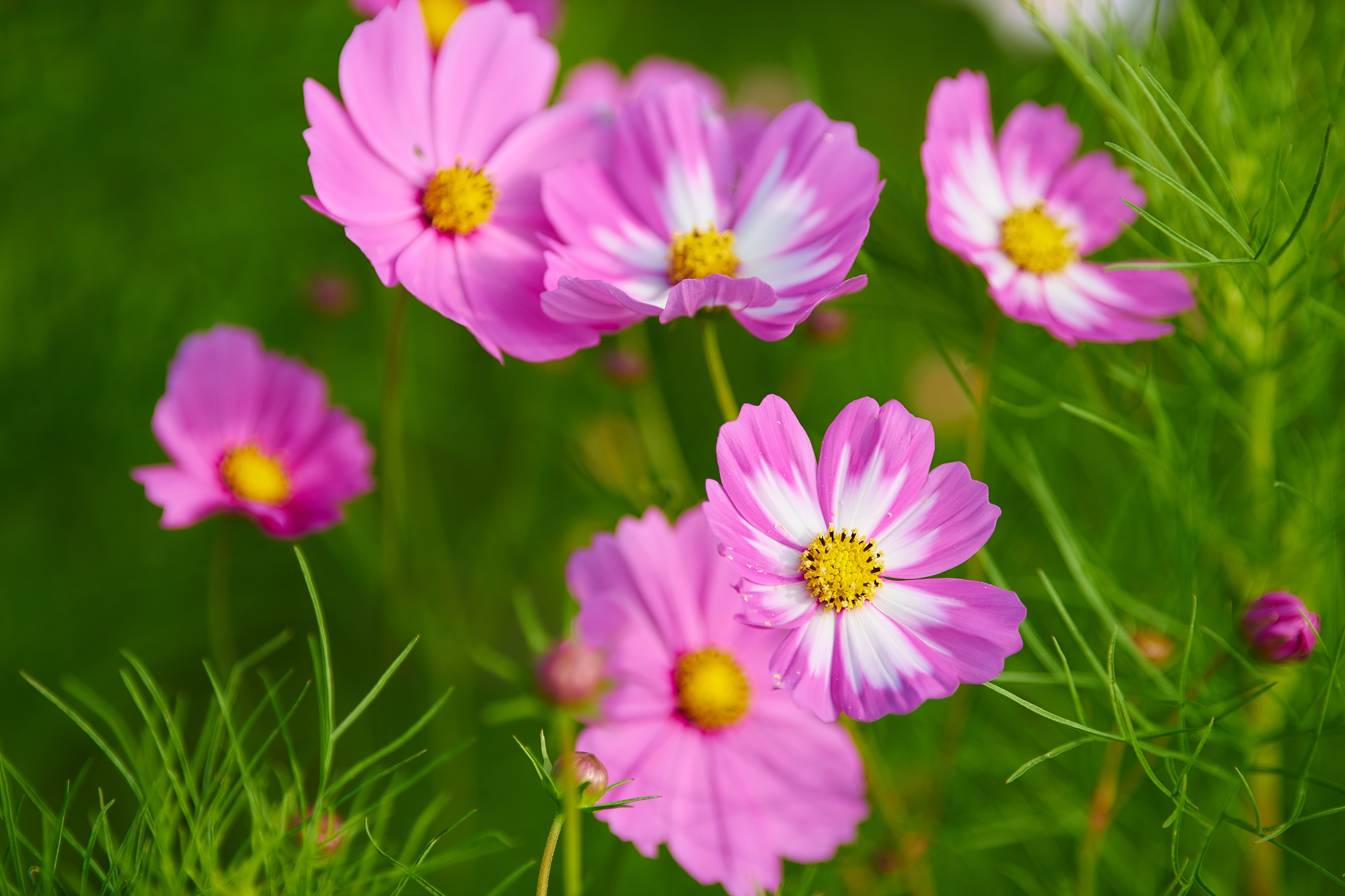 Laden Sie das Blumen, Blume, Makro, Erde/natur, Pinke Blume, Kosmeen-Bild kostenlos auf Ihren PC-Desktop herunter