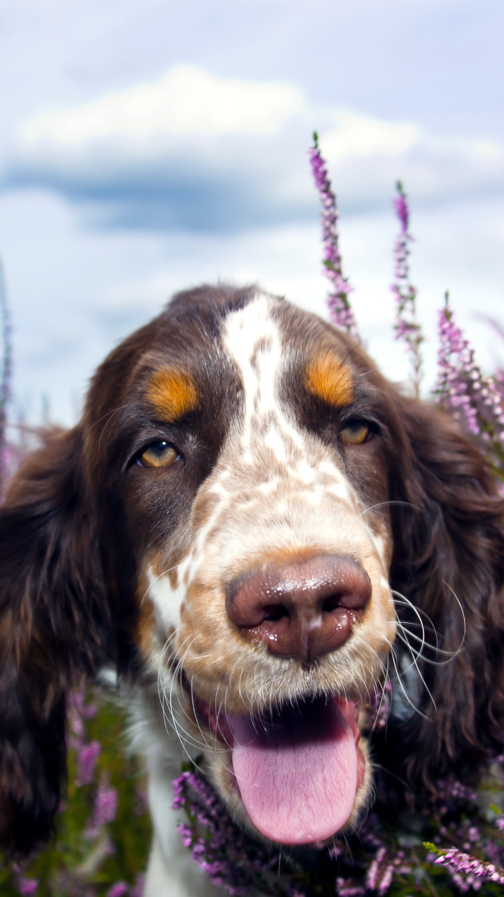 Download mobile wallpaper Dogs, Spaniel, Dog, Muzzle, Animal, Lavender, Purple Flower for free.