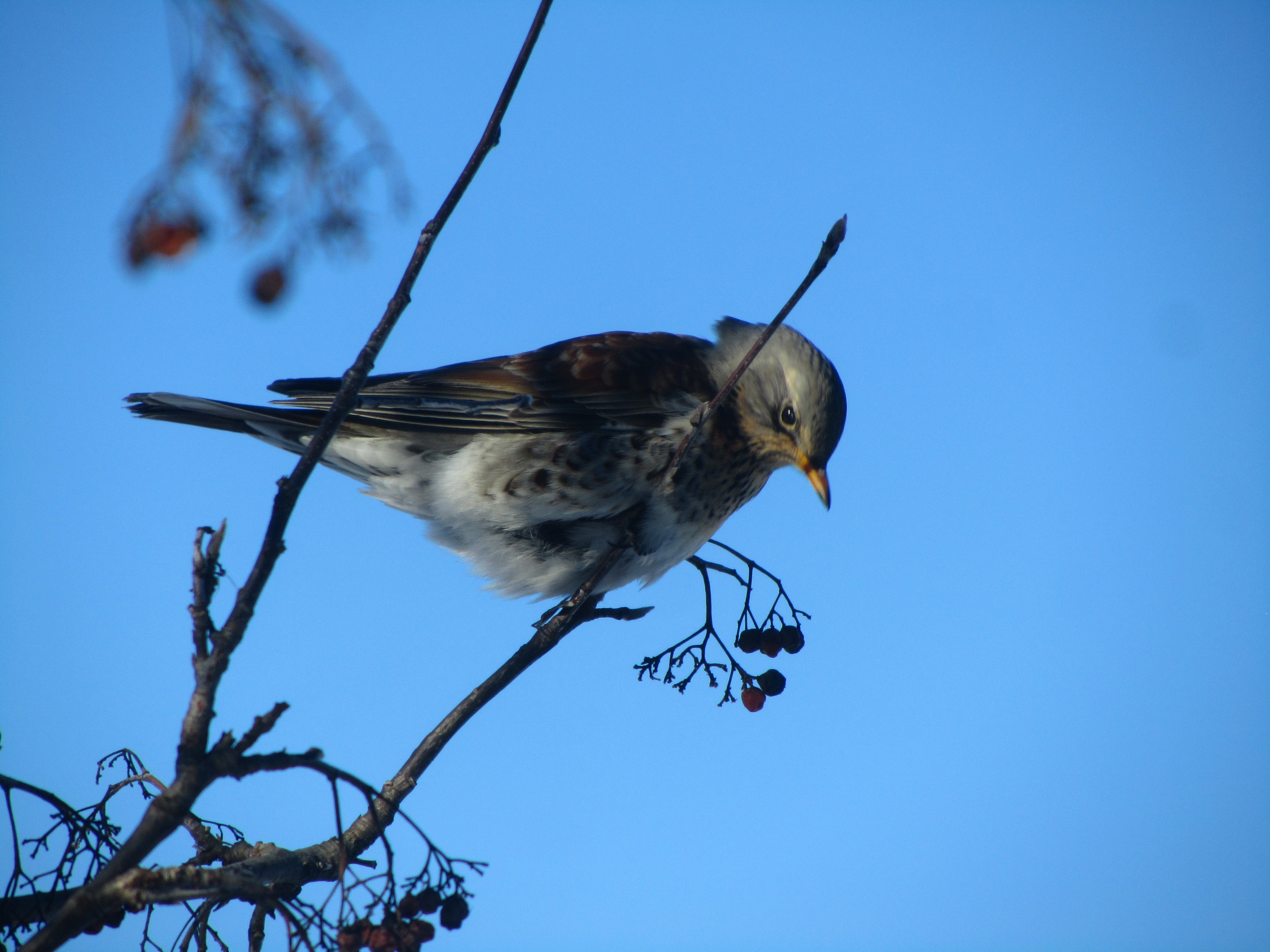 Free download wallpaper Bird, Birds, Animal on your PC desktop