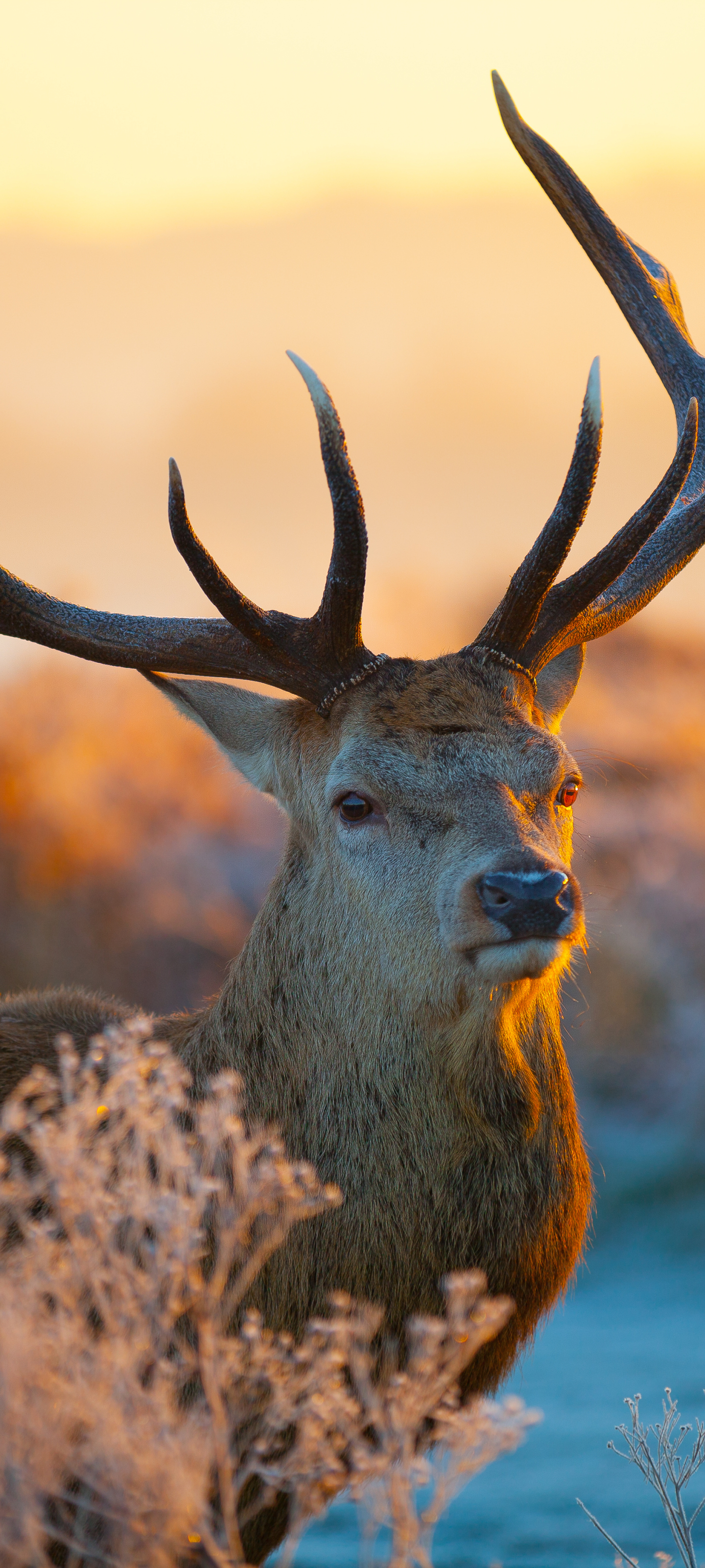 Handy-Wallpaper Tiere, Hirsch kostenlos herunterladen.