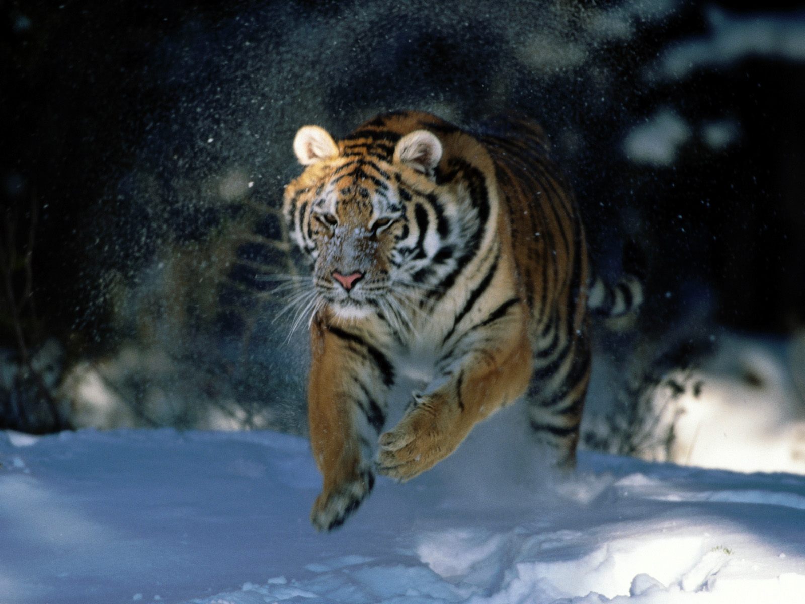 Скачати мобільні шпалери Коти, Тварина, Тигр безкоштовно.