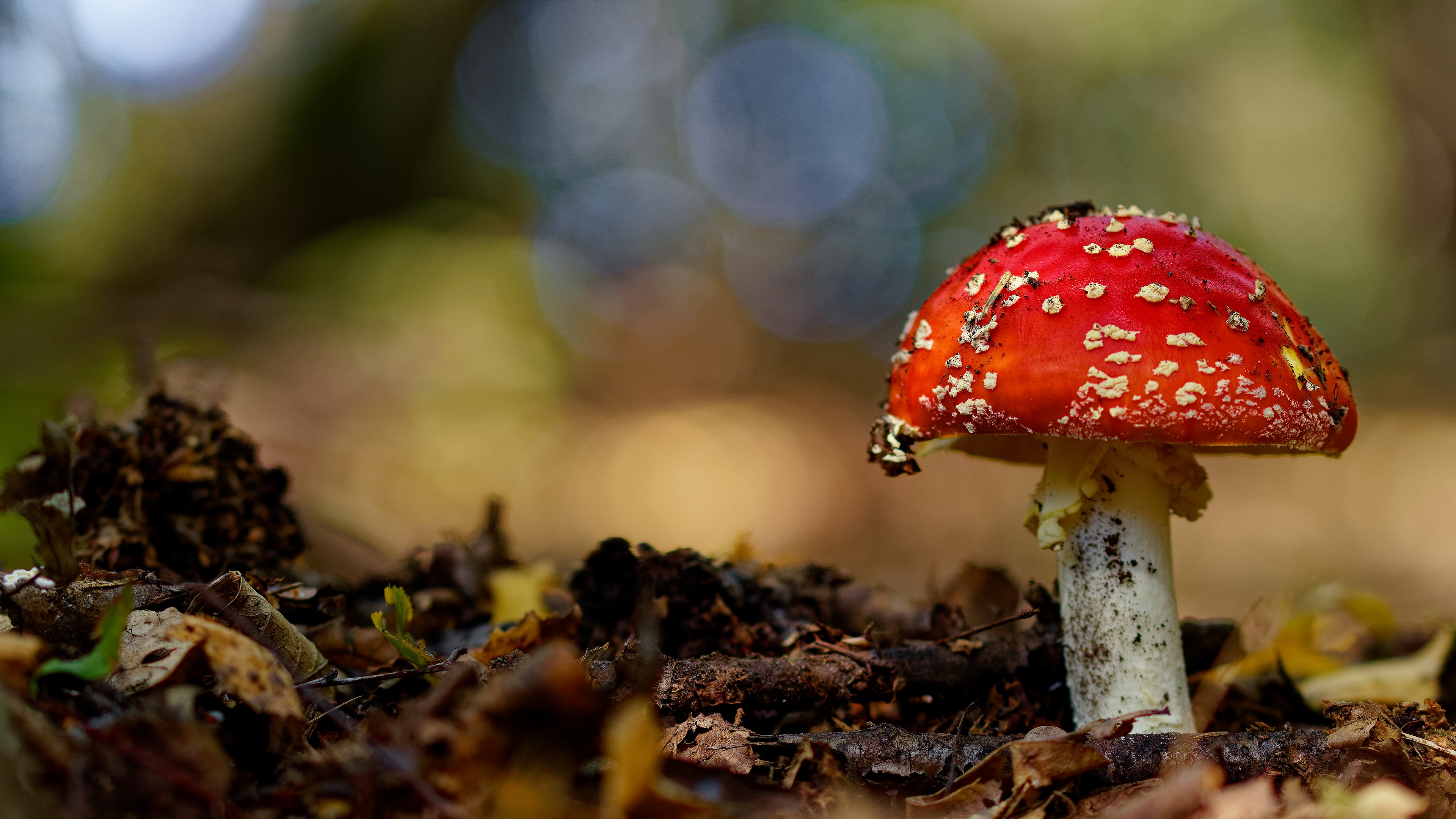 Handy-Wallpaper Natur, Makro, Pilz, Erde/natur kostenlos herunterladen.