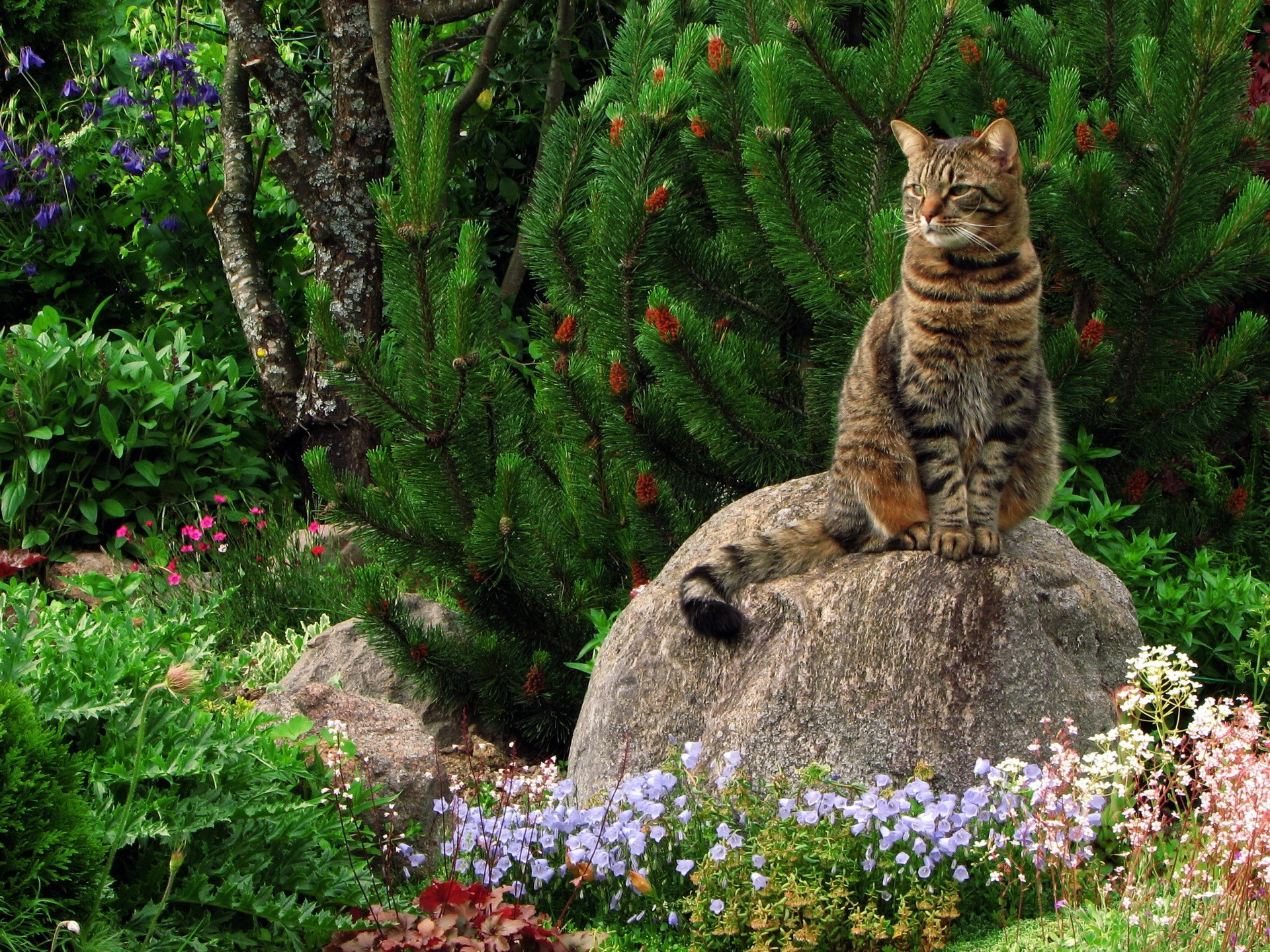 Handy-Wallpaper Tiere, Katzen, Katze kostenlos herunterladen.