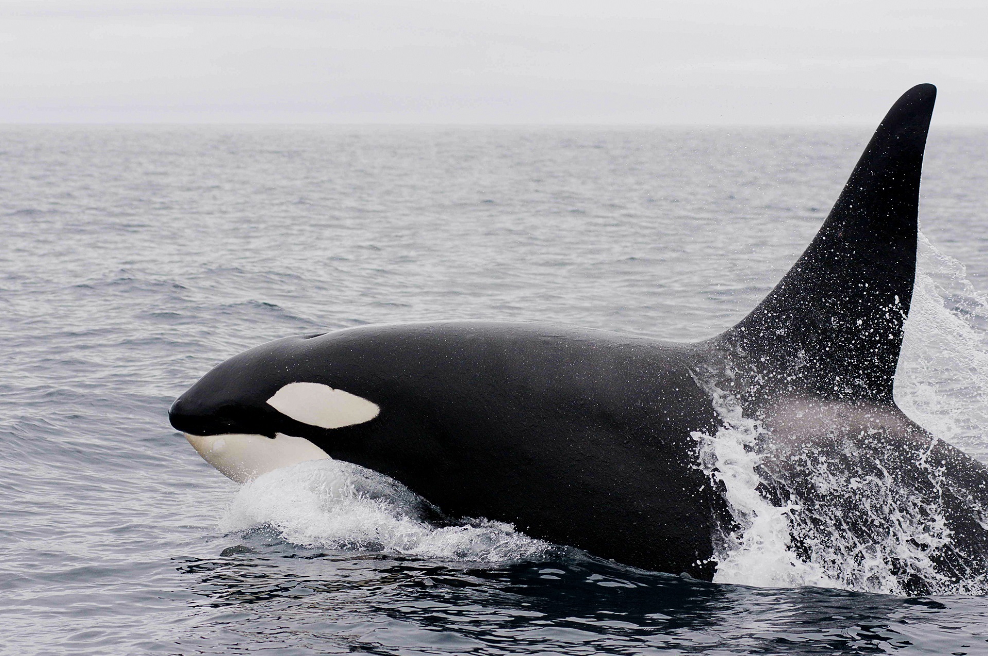 807944 Hintergrundbild herunterladen tiere, orca, killerwal, säugetier - Bildschirmschoner und Bilder kostenlos