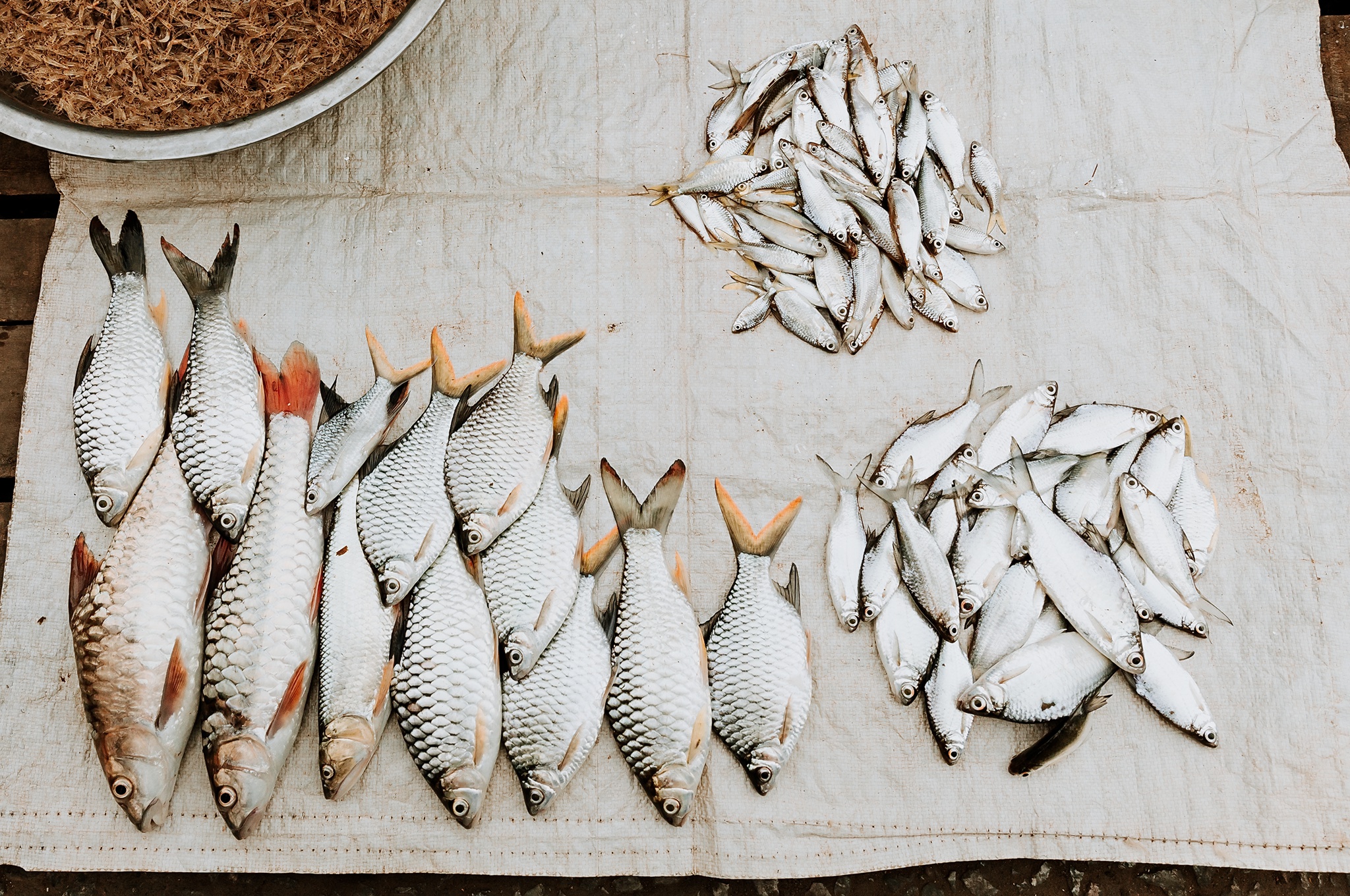 Handy-Wallpaper Fisch, Meeresfrüchte, Nahrungsmittel, Stillleben kostenlos herunterladen.
