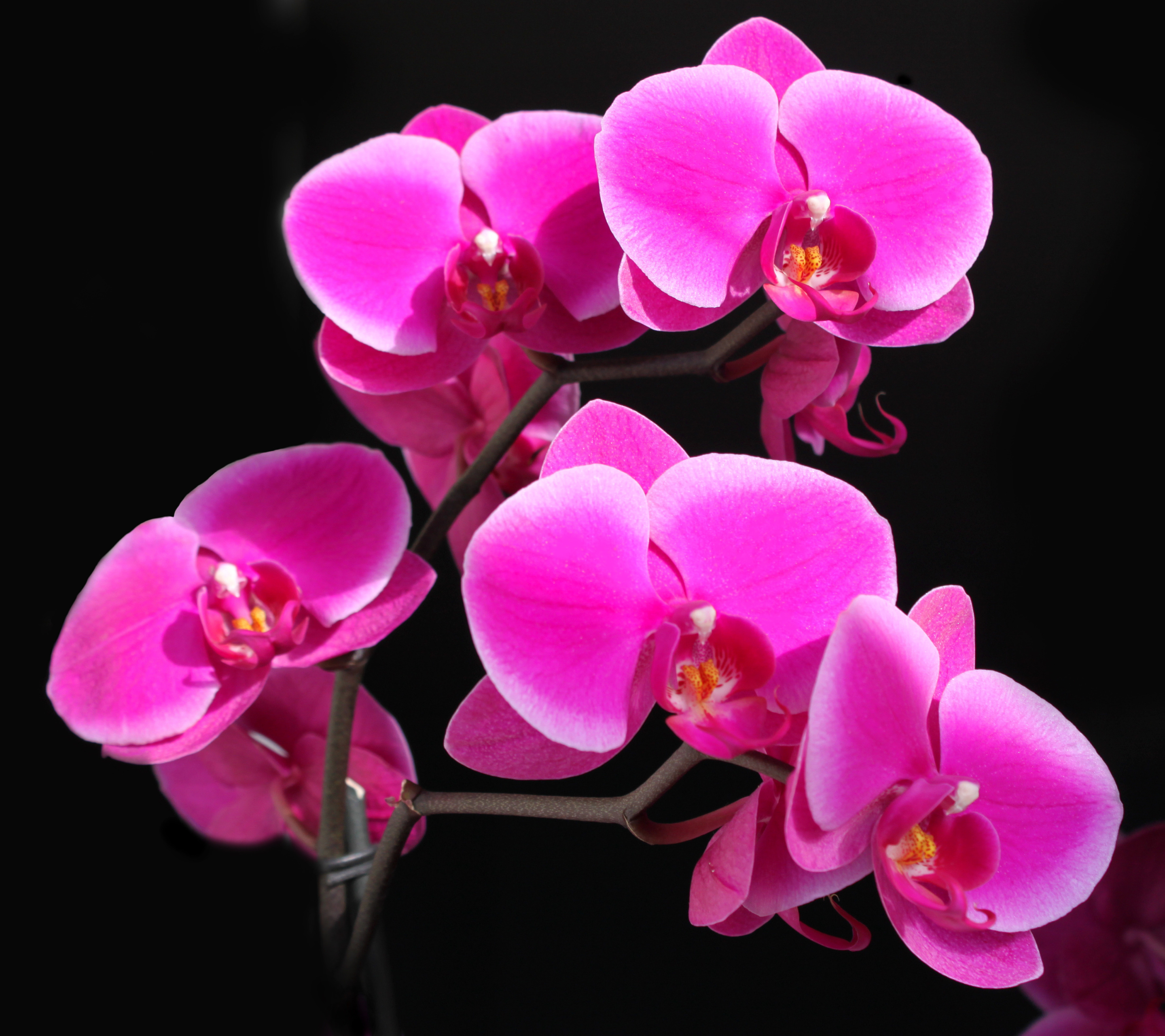 Download mobile wallpaper Flowers, Flower, Earth, Orchid, Pink Flower for free.