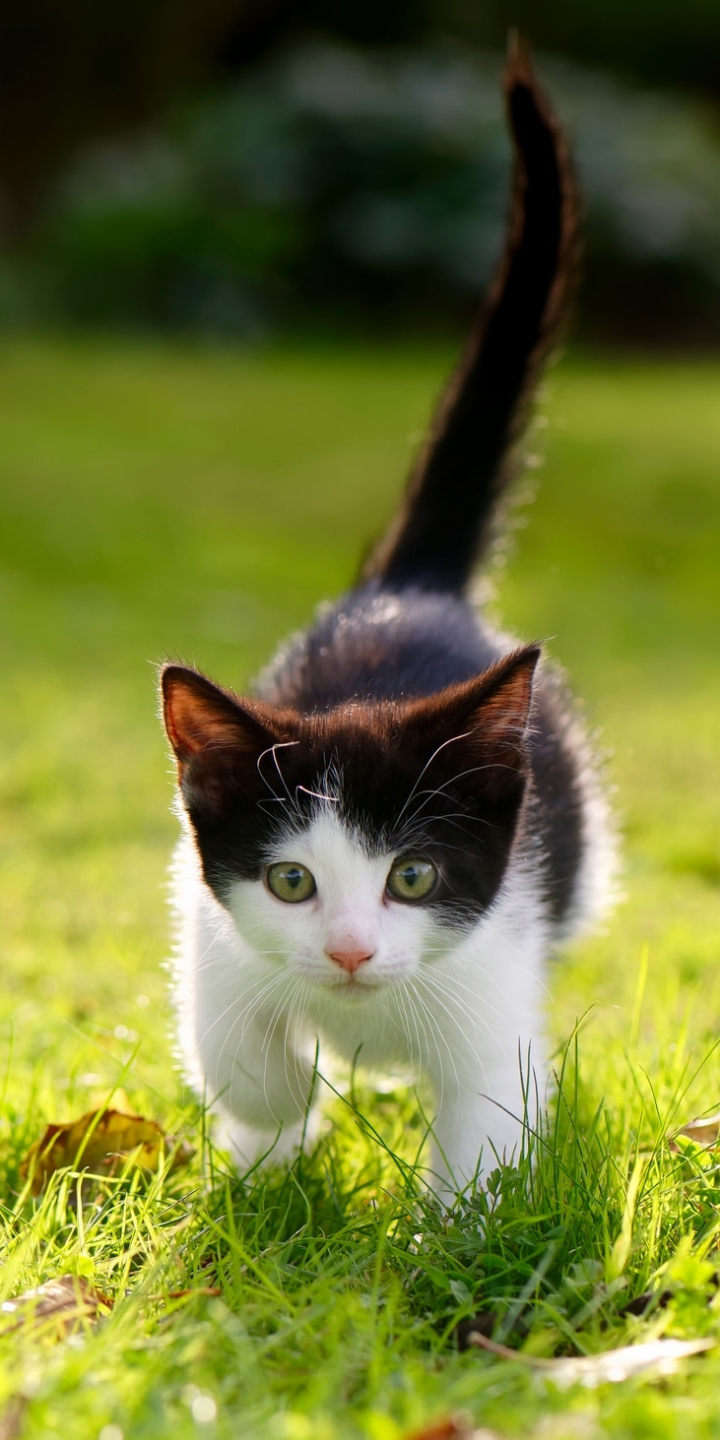 Download mobile wallpaper Cats, Grass, Cat, Kitten, Animal for free.