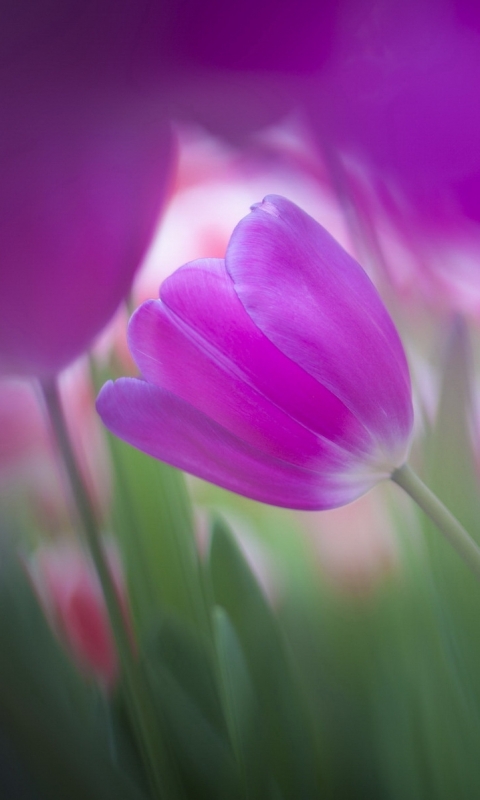 Download mobile wallpaper Flowers, Earth, Tulip for free.