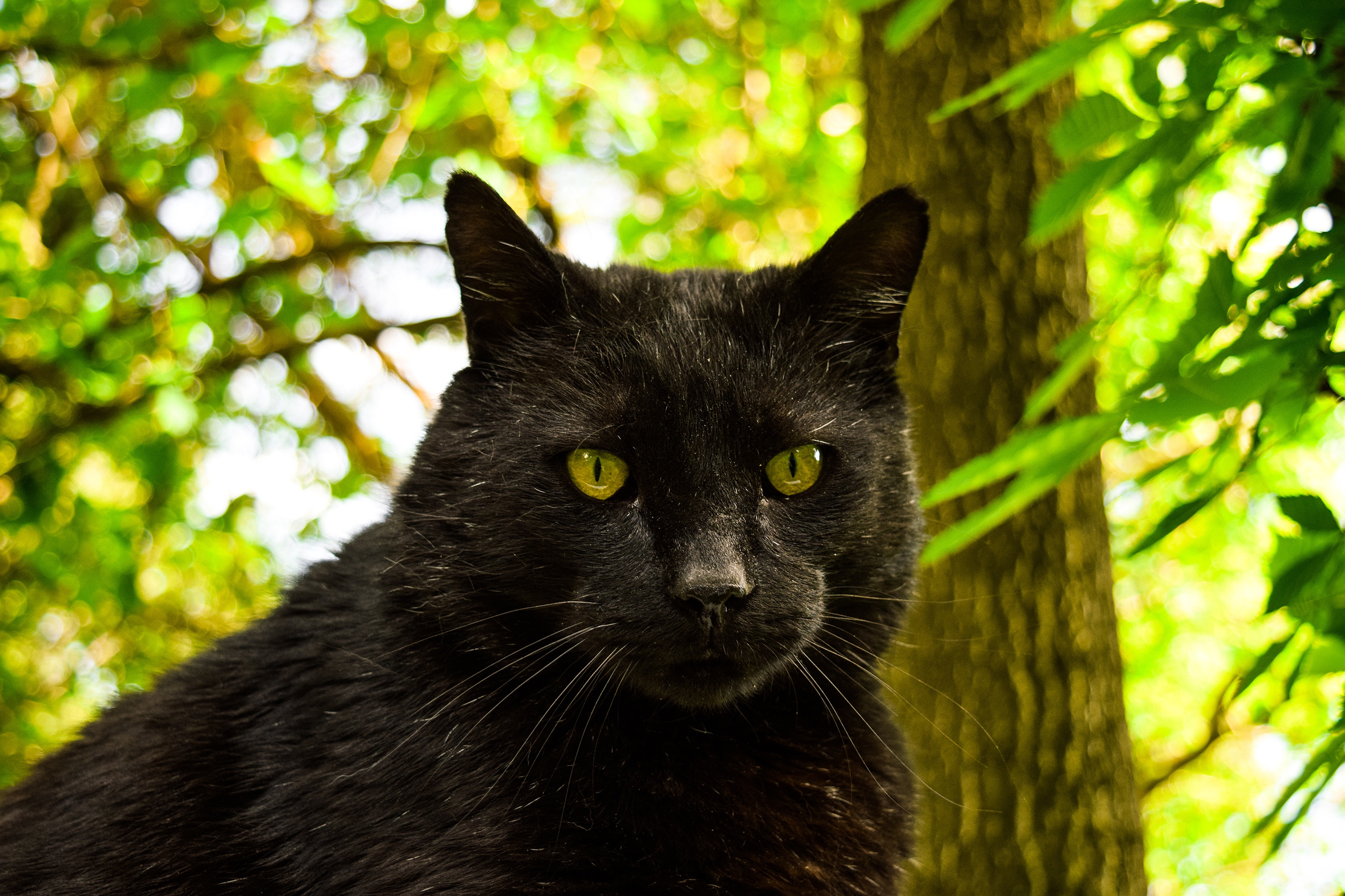 Descarga gratuita de fondo de pantalla para móvil de Gato, Gatos, Animales.