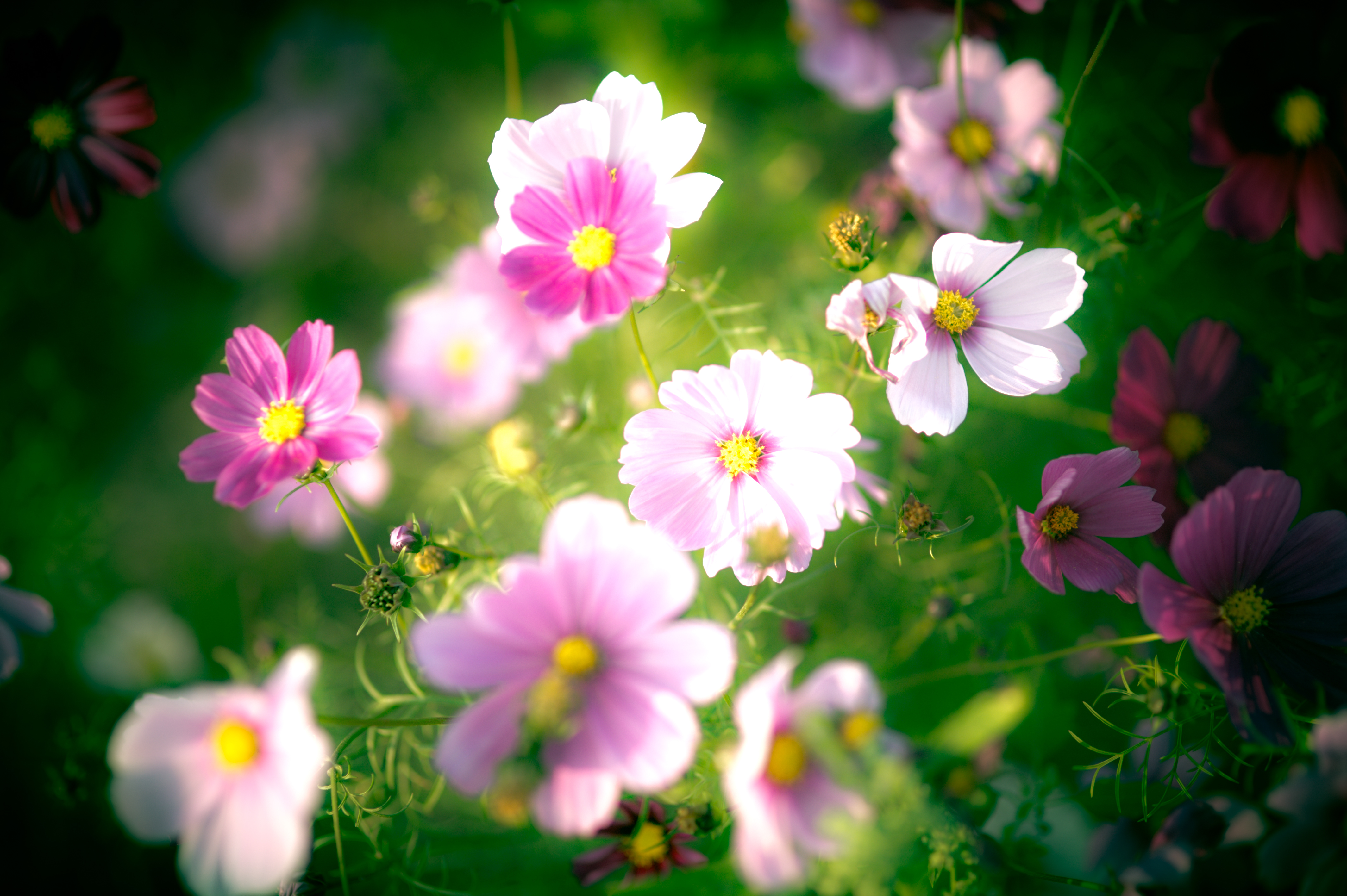 Free download wallpaper Nature, Flowers, Flower, Earth, Pink Flower on your PC desktop
