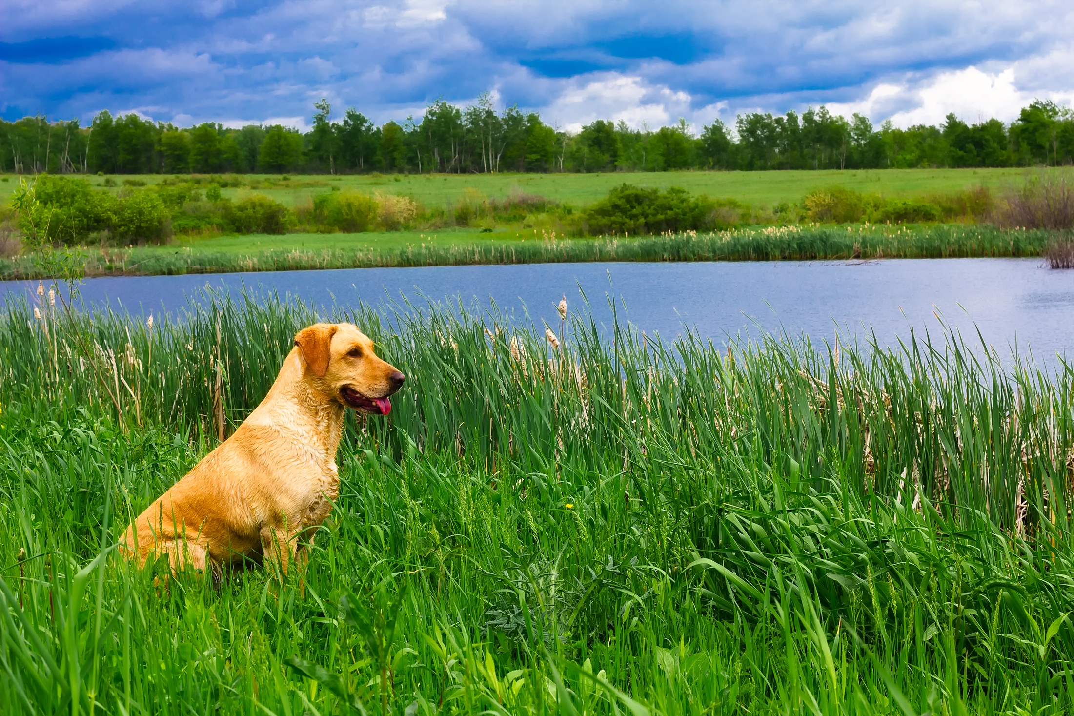 Download mobile wallpaper Dogs, Grass, Lake, Dog, Animal, Labrador Retriever for free.
