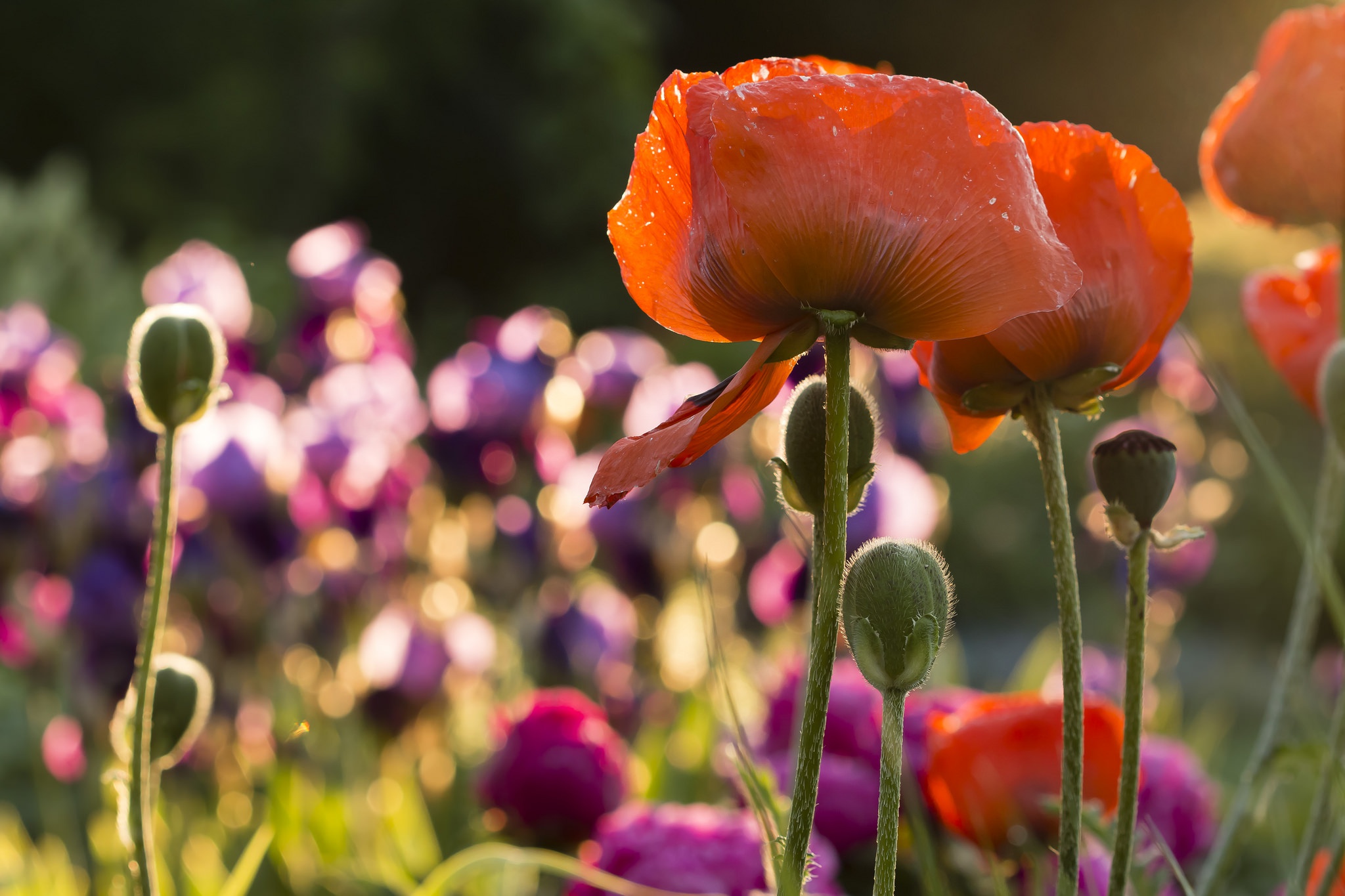 Laden Sie das Natur, Blumen, Mohn, Sommer, Blume, Rote Blume, Erde/natur, Tiefenschärfe-Bild kostenlos auf Ihren PC-Desktop herunter
