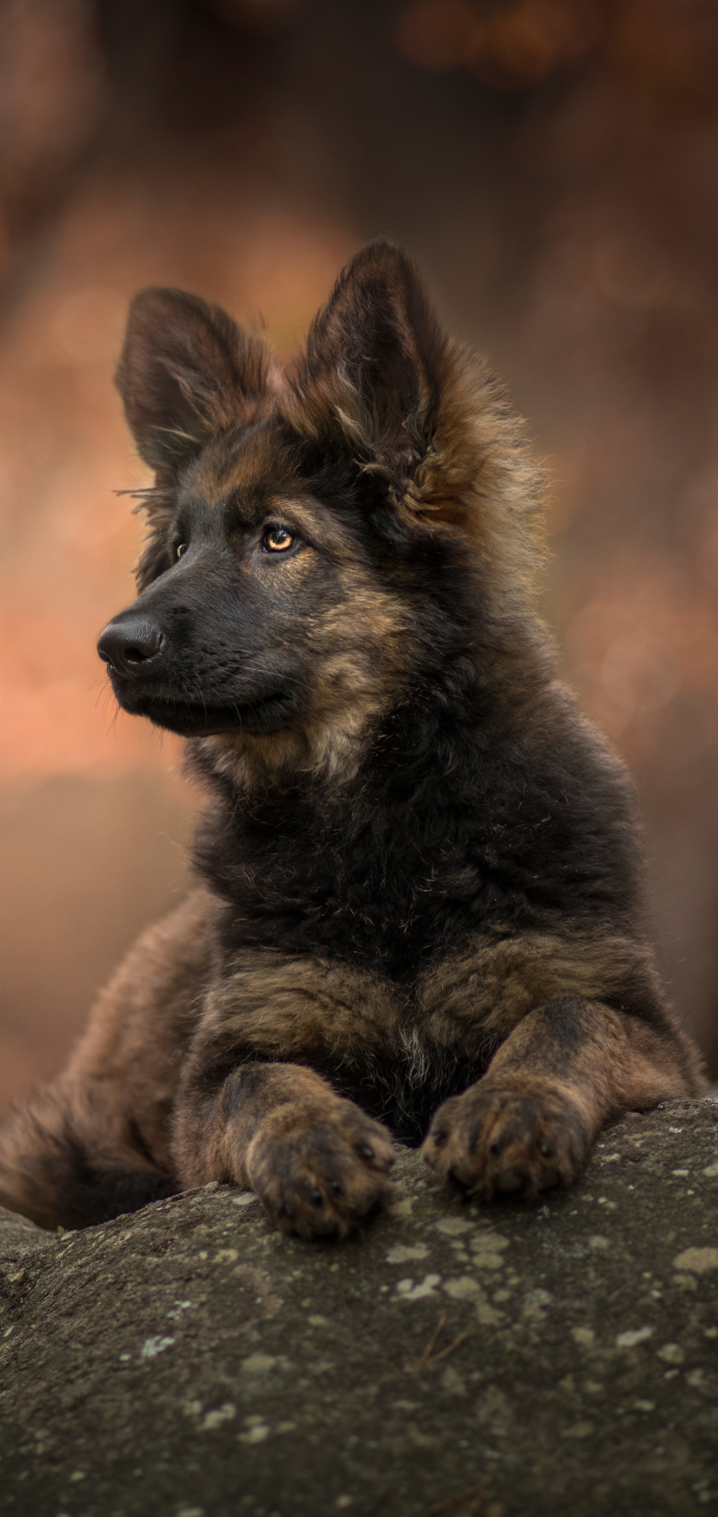 Free download wallpaper Dogs, Dog, Animal, Puppy, German Shepherd, Baby Animal on your PC desktop