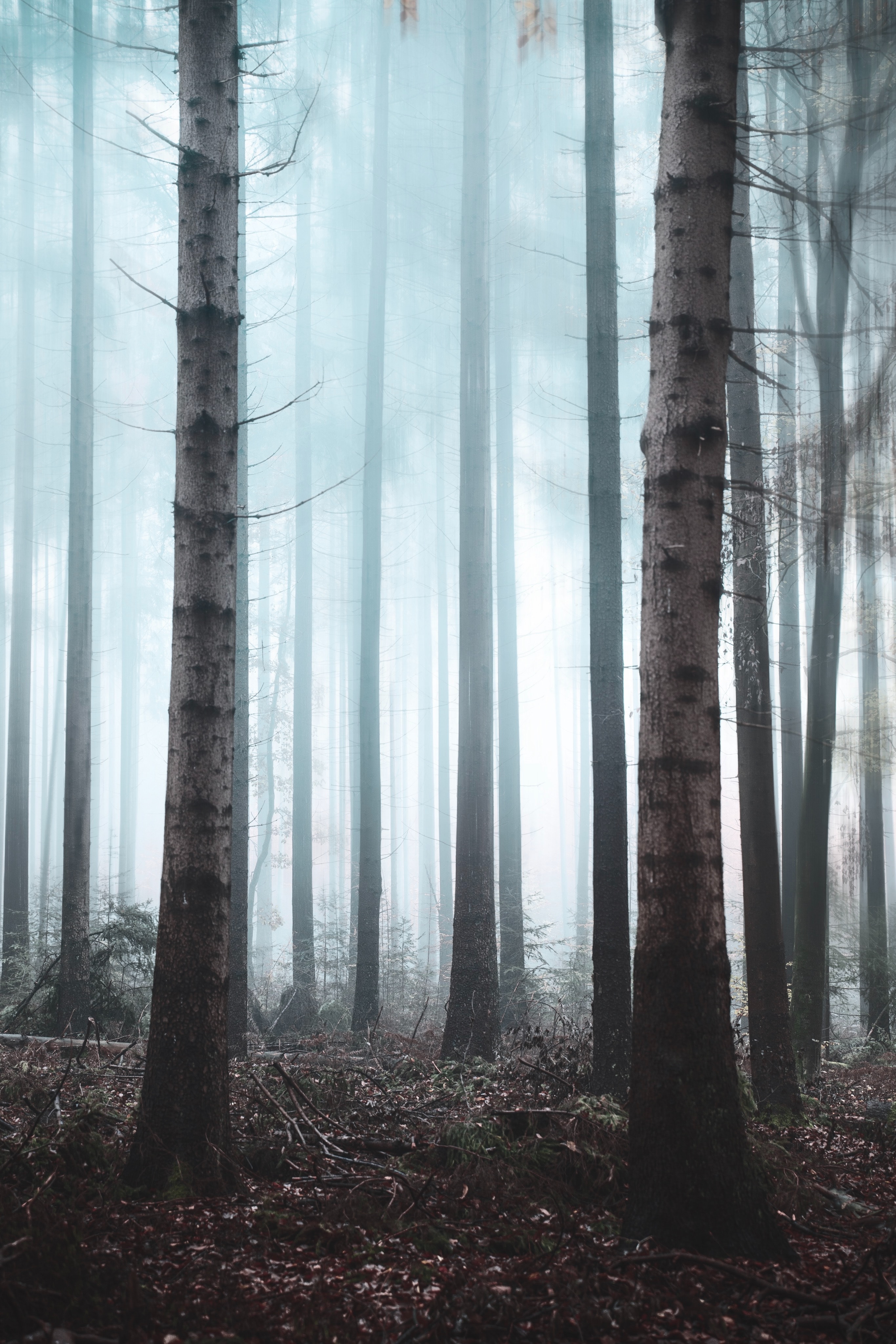 Laden Sie das Nebel, Haze, Dunst, Natur, Bäume, Wald-Bild kostenlos auf Ihren PC-Desktop herunter