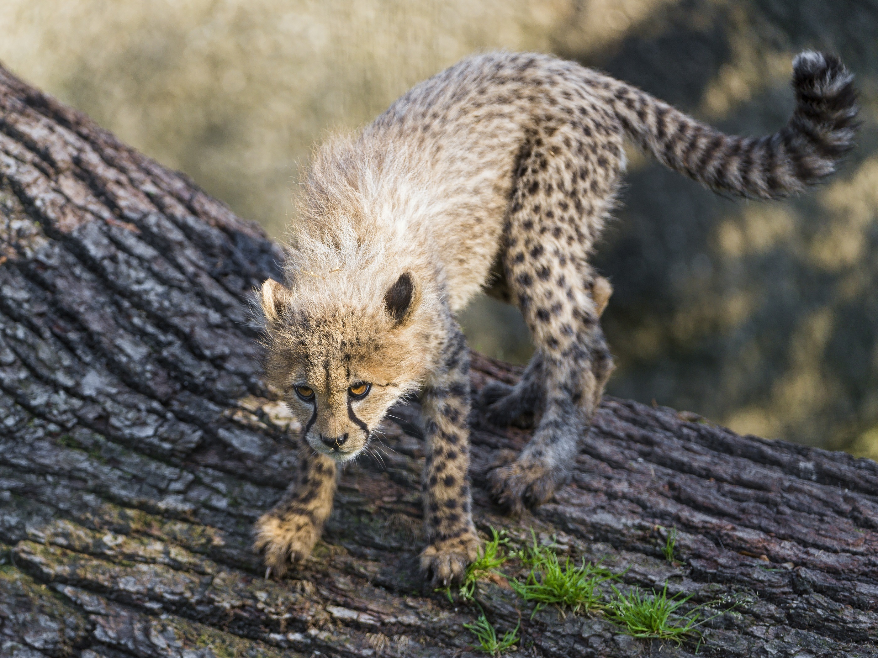 Download mobile wallpaper Cats, Cheetah, Animal, Baby Animal, Cub for free.