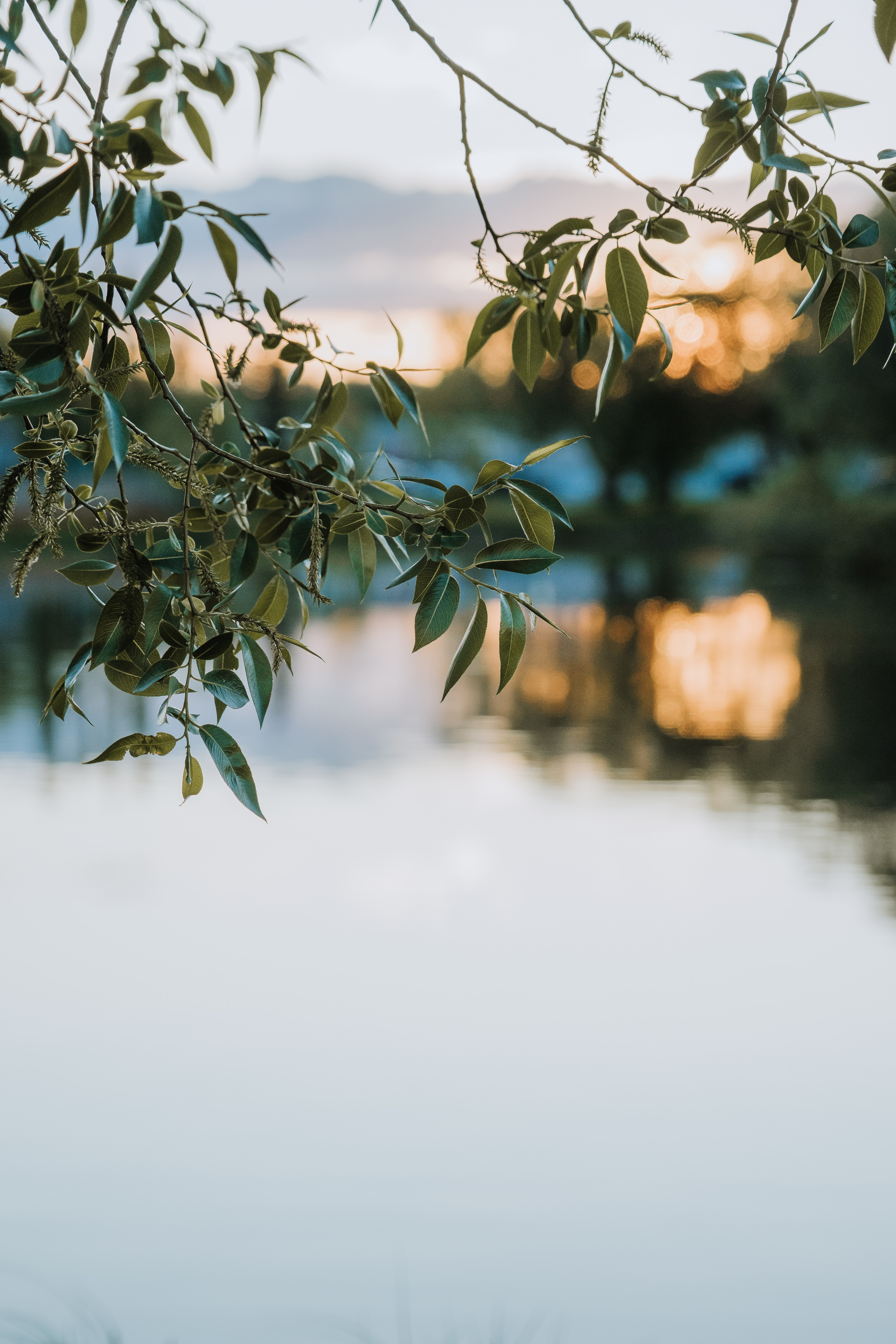 blur, nature, smooth, leaves, lake, branches