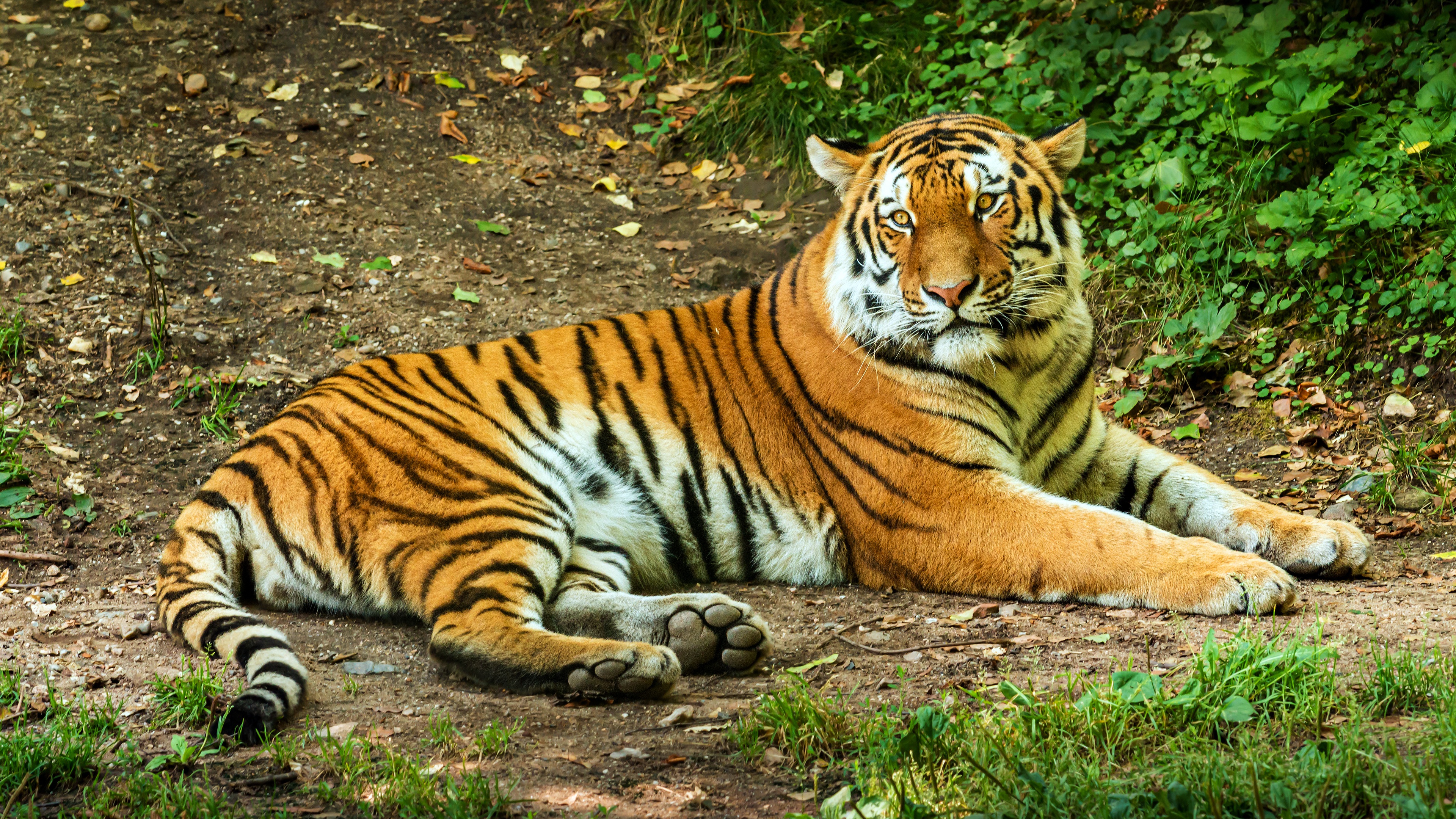 Free download wallpaper Cats, Tiger, Animal on your PC desktop