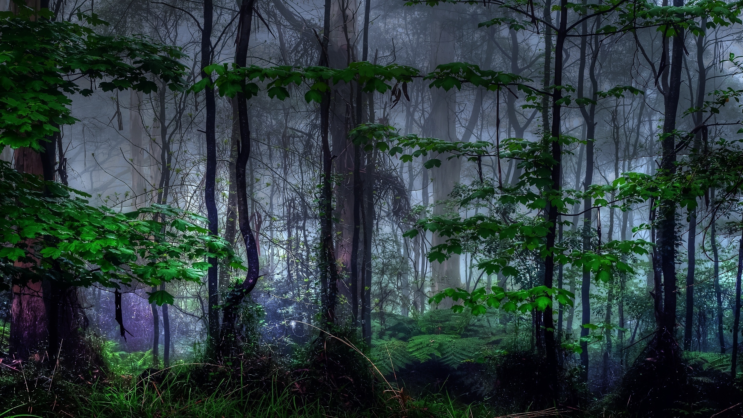 Téléchargez des papiers peints mobile Forêt, Terre/nature gratuitement.