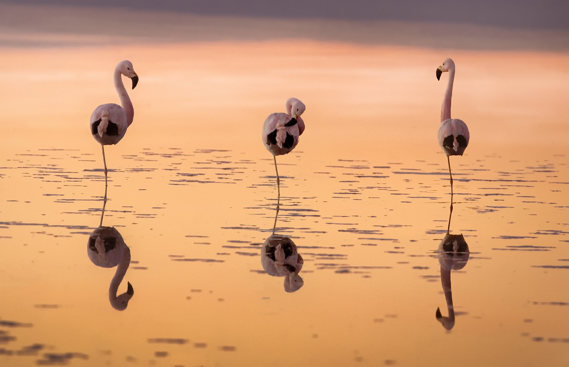 Download mobile wallpaper Birds, Water, Flamingo, Reflection, Bird, Animal for free.