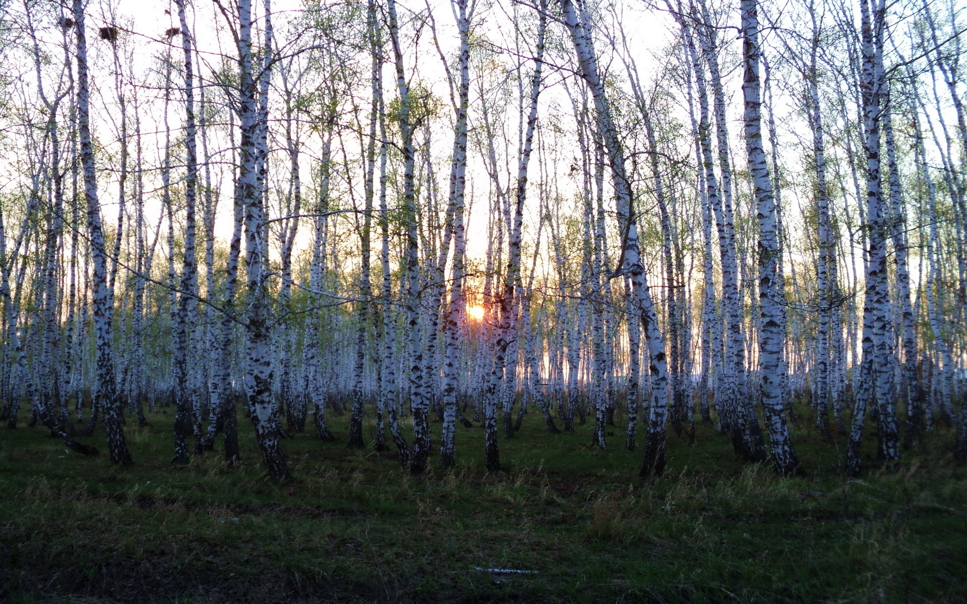 Free download wallpaper Forest, Earth on your PC desktop