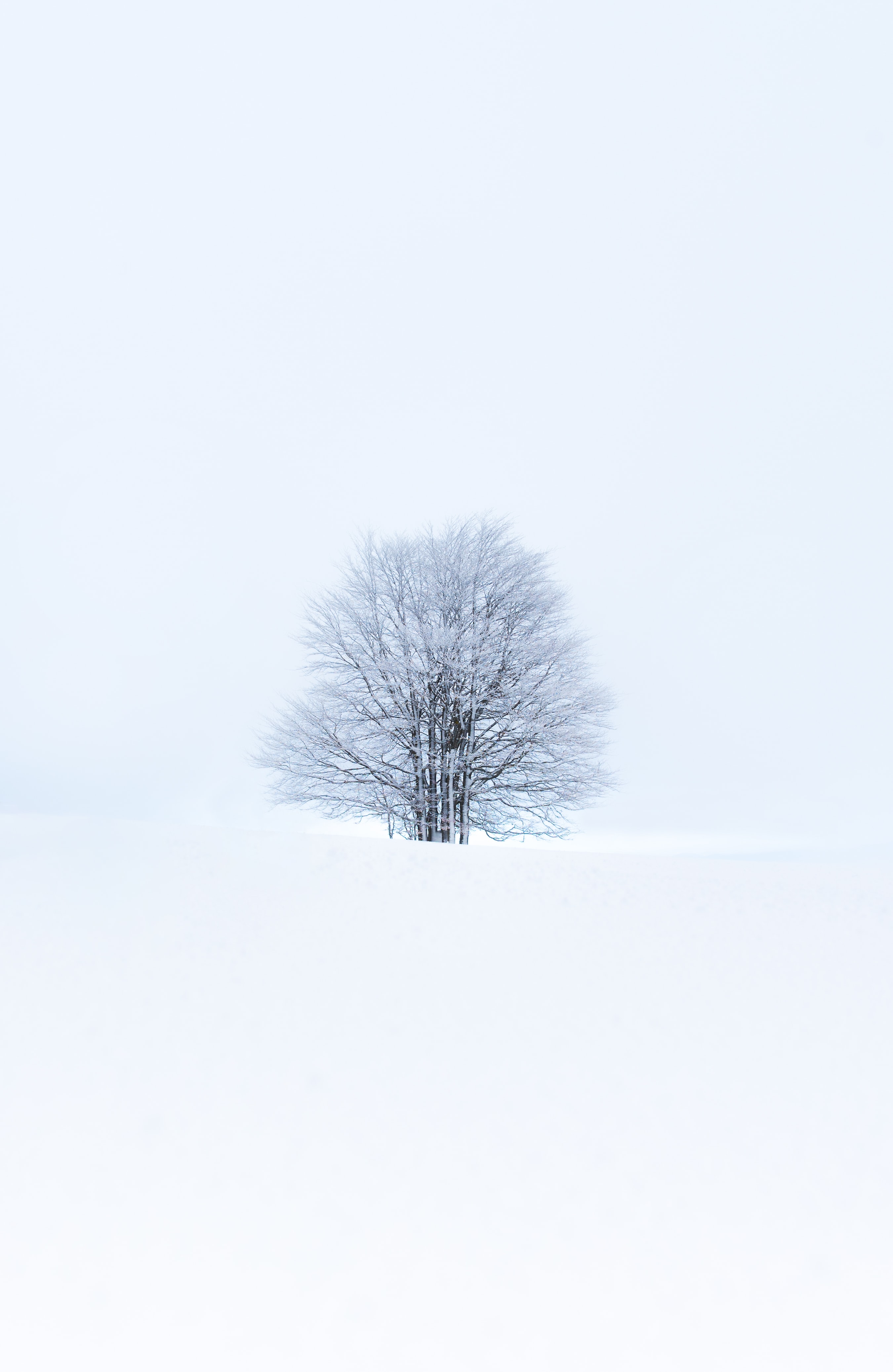 Скачать обои бесплатно Белый, Дерево, Природа, Снег, Зима, Минимализм картинка на рабочий стол ПК