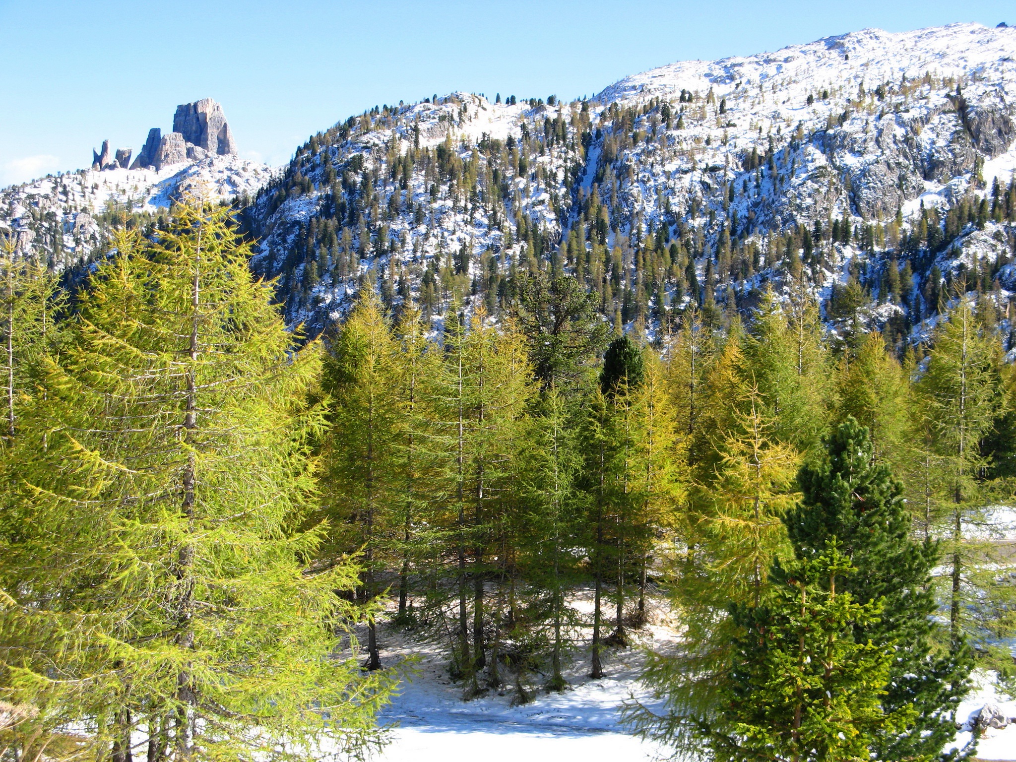 Скачать картинку Зима, Снег, Италия, Гора, Альпы, Ель, Земля/природа в телефон бесплатно.