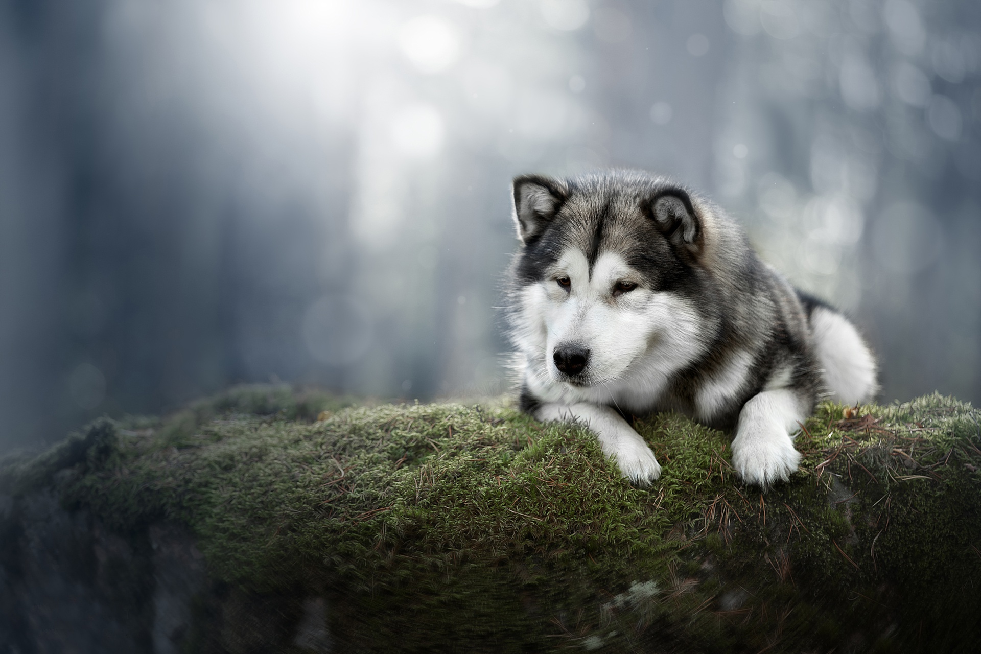463810 télécharger le fond d'écran animaux, malamute d'alaska, chien, mousse, chiens - économiseurs d'écran et images gratuitement