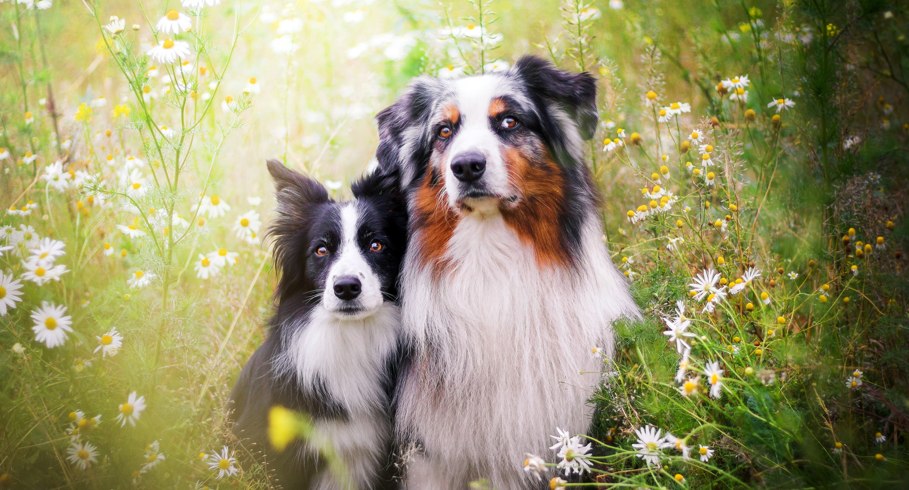 Handy-Wallpaper Tiere, Hunde, Blume, Hund, Australischer Hirte, Border Collie, Weiße Blume kostenlos herunterladen.