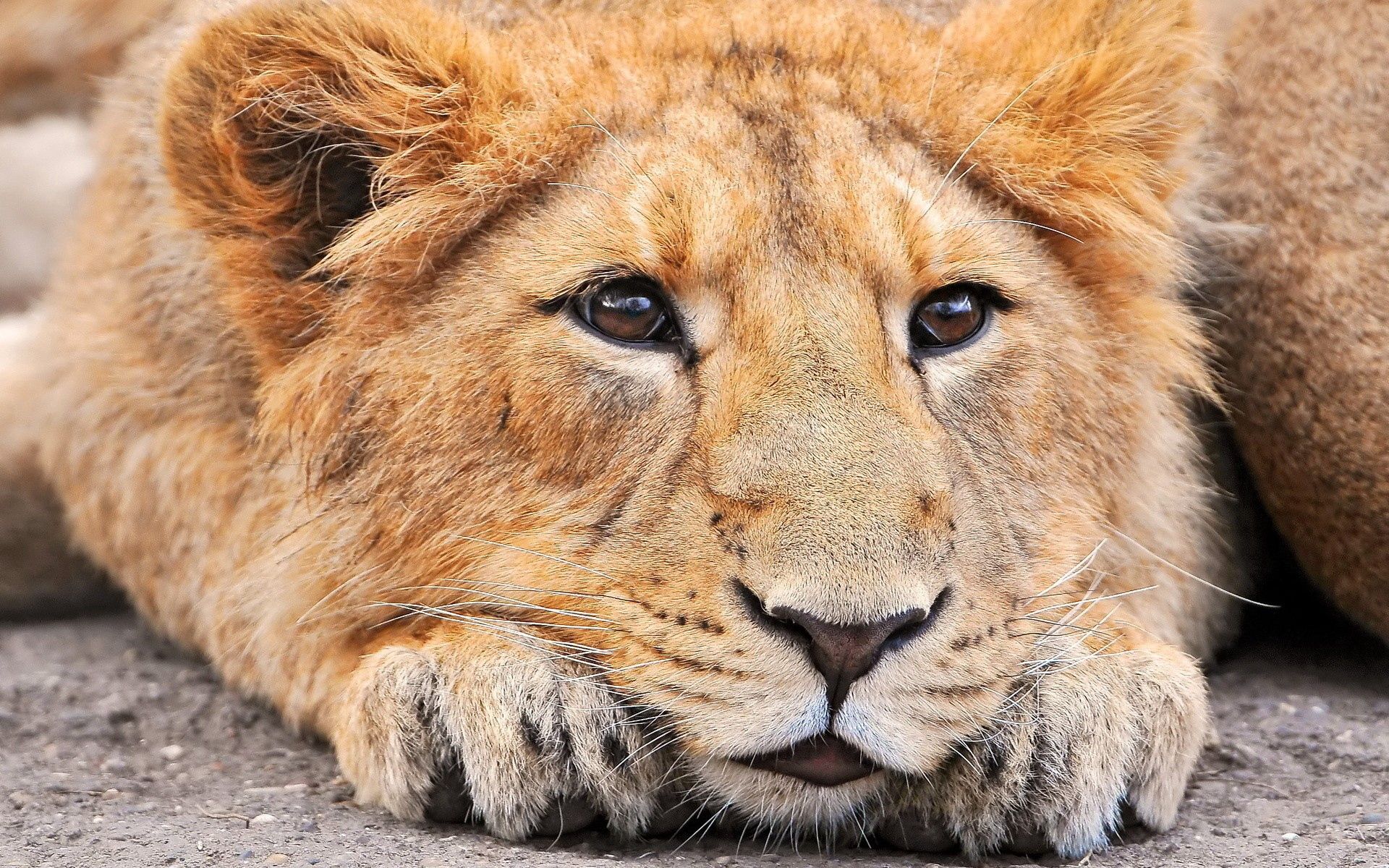Free HD animals, muzzle, lion, sight, opinion, nose, expectation, waiting