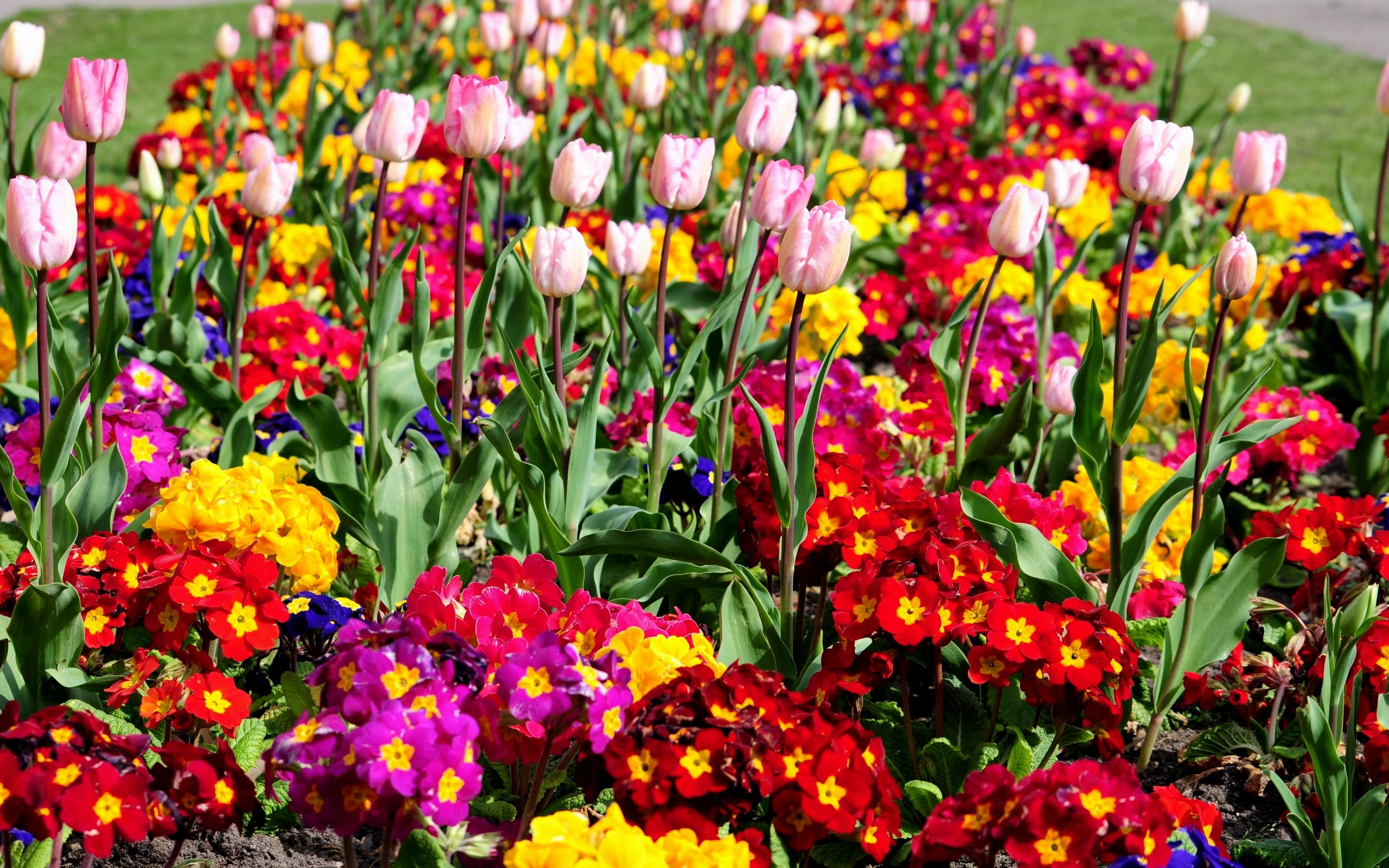 265369 télécharger l'image fleurs, fleur, terre/nature, tulipe - fonds d'écran et économiseurs d'écran gratuits