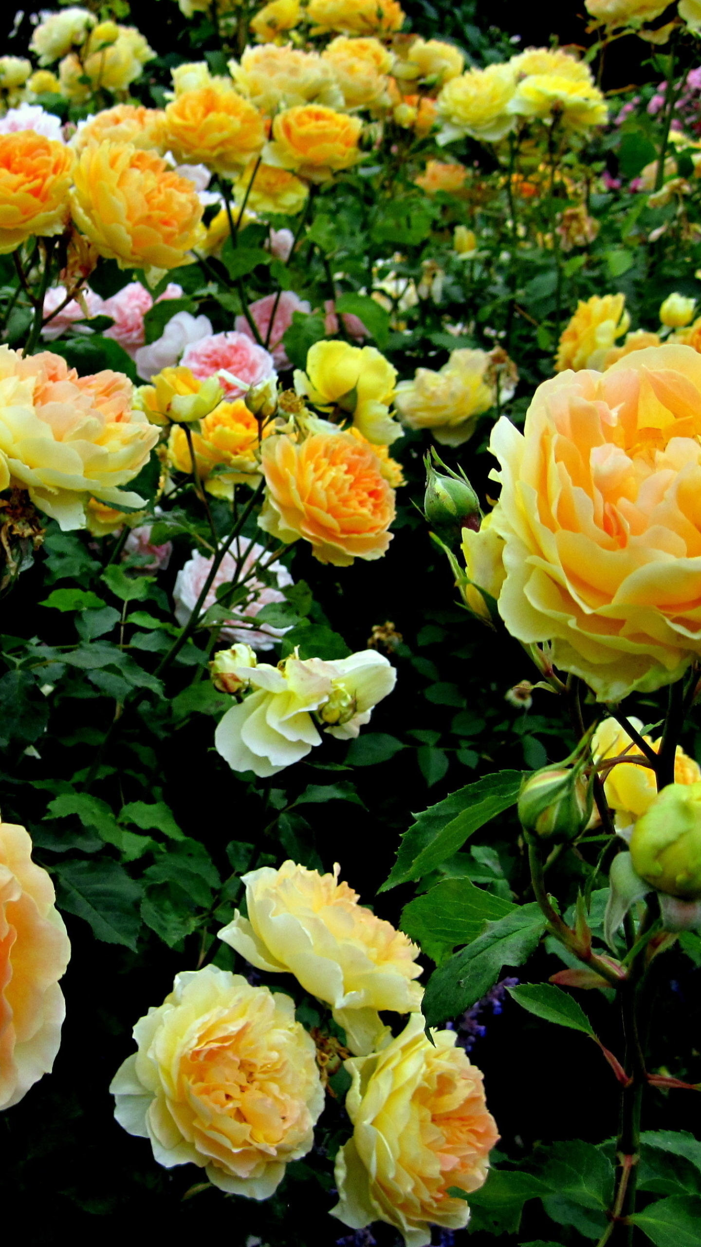 Handy-Wallpaper Blumen, Blume, Rose, Nahansicht, Gelbe Blume, Erde/natur, Strauch, Rosenstrauch kostenlos herunterladen.