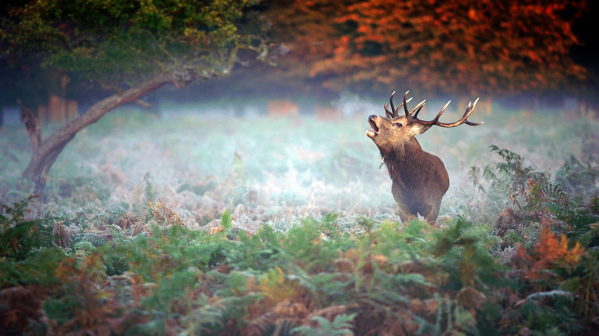 Laden Sie das Tiere, Hirsch-Bild kostenlos auf Ihren PC-Desktop herunter