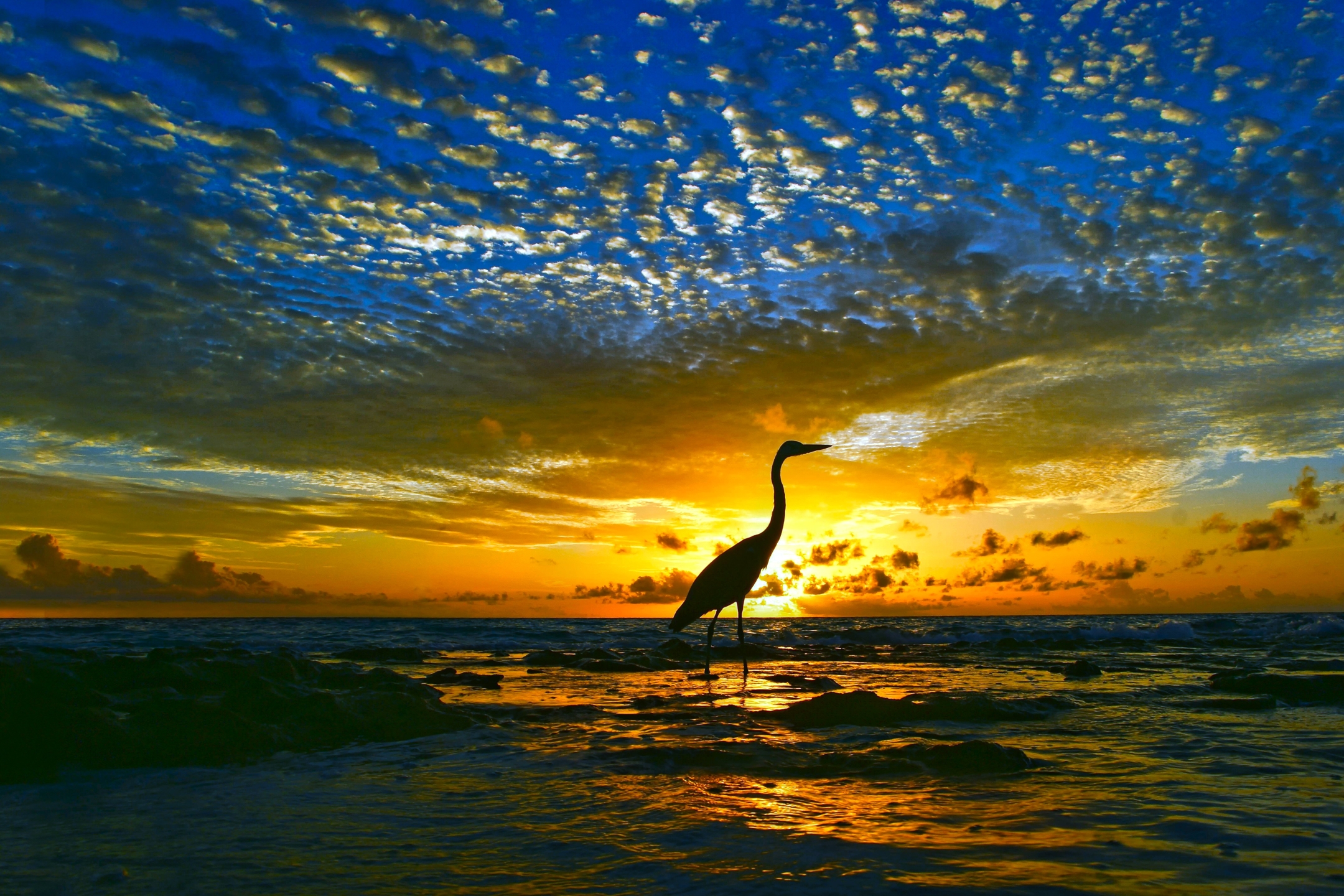 PCデスクトップに動物, 鳥, 水, 日没, ヘロン, 地平線, 海洋画像を無料でダウンロード