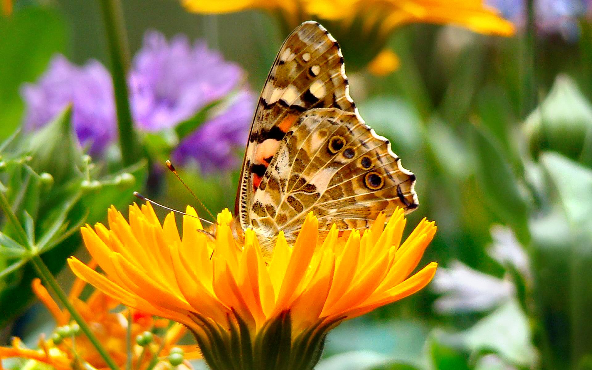 612829 завантажити шпалери весна, метелик, жовтий, тварина, барвистий, квітка, пастель - заставки і картинки безкоштовно