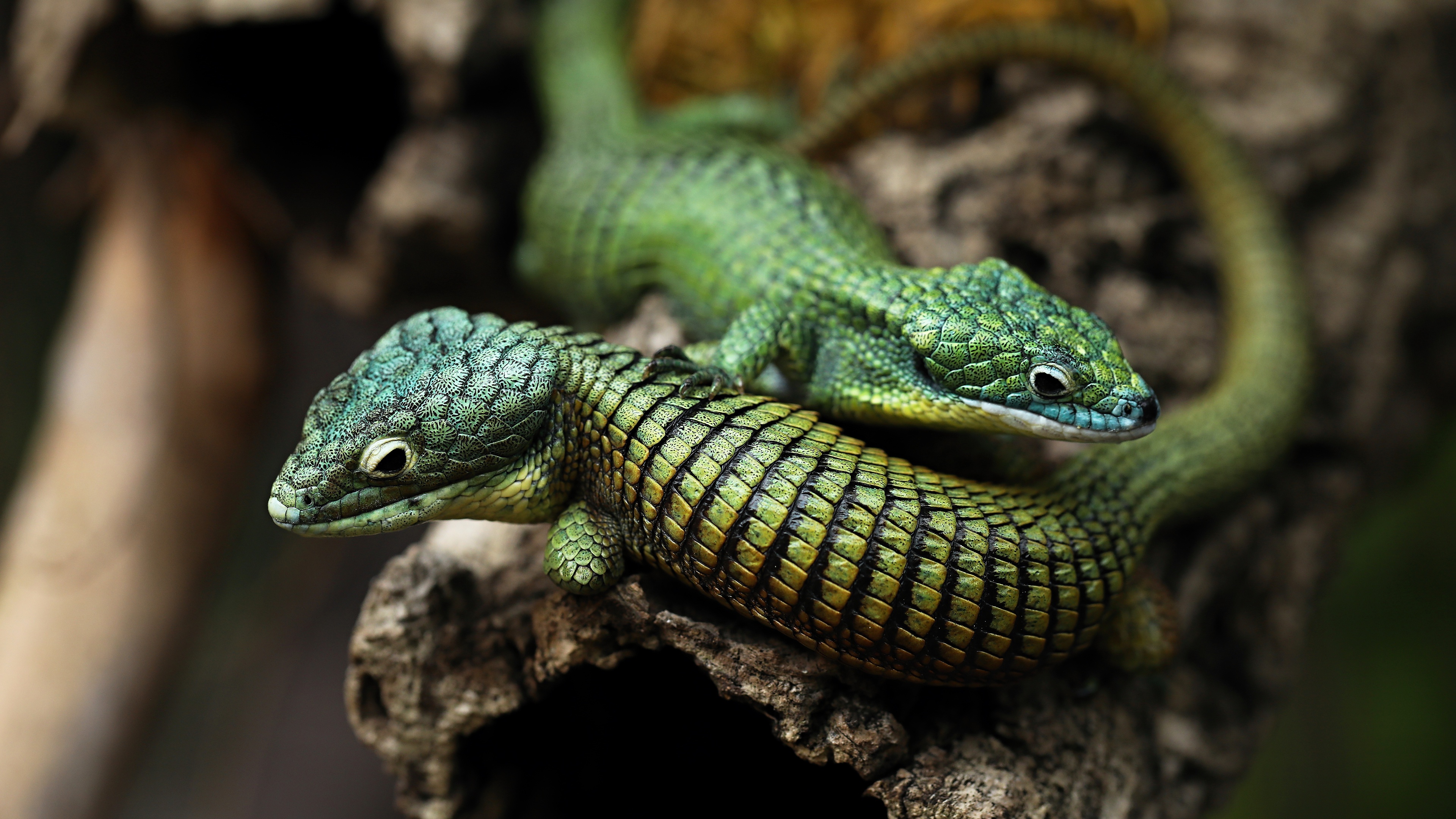 Descarga gratis la imagen Animales, Lagarto, Reptil, Reptiles en el escritorio de tu PC