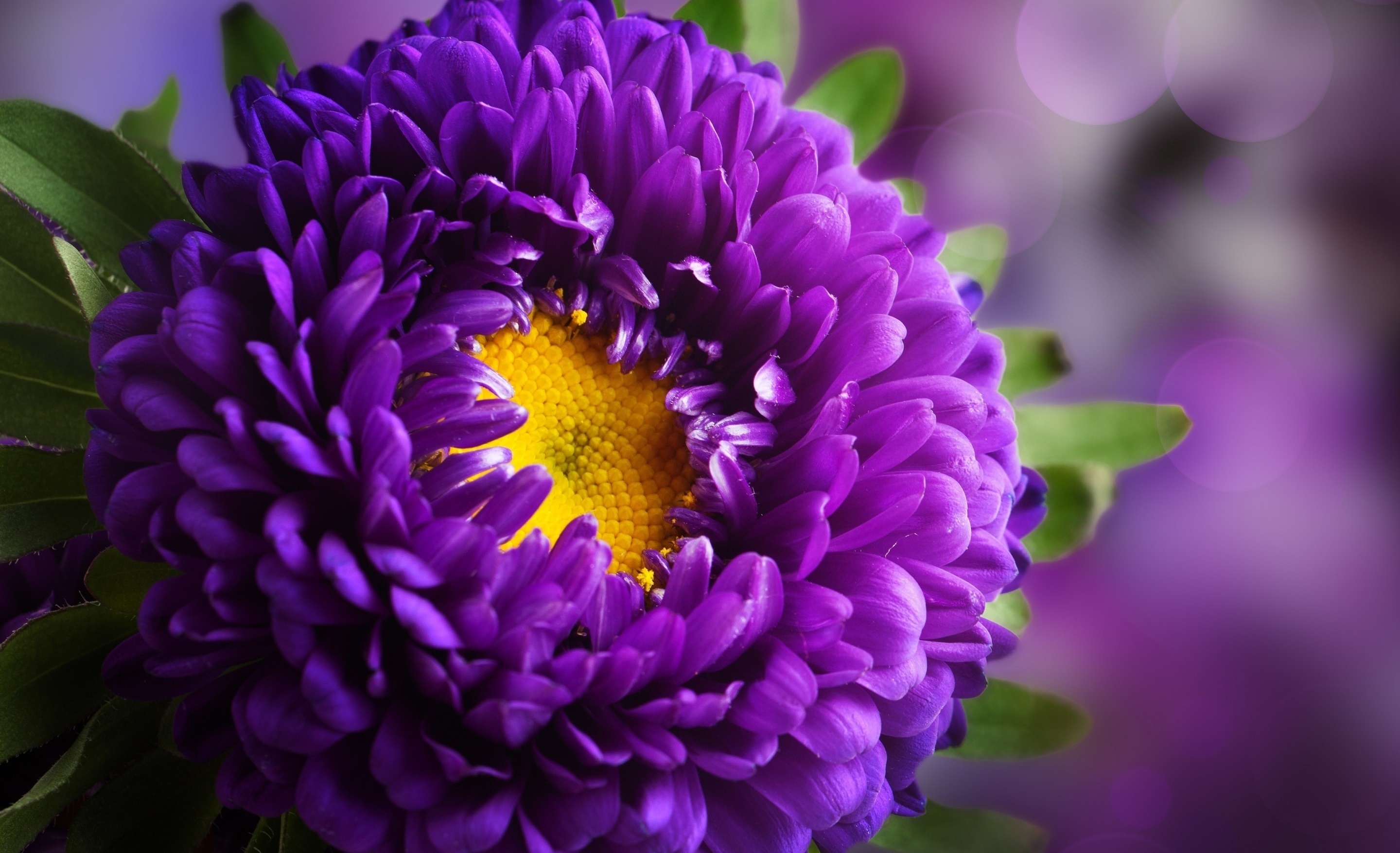 Download mobile wallpaper Flowers, Flower, Close Up, Earth, Purple Flower for free.