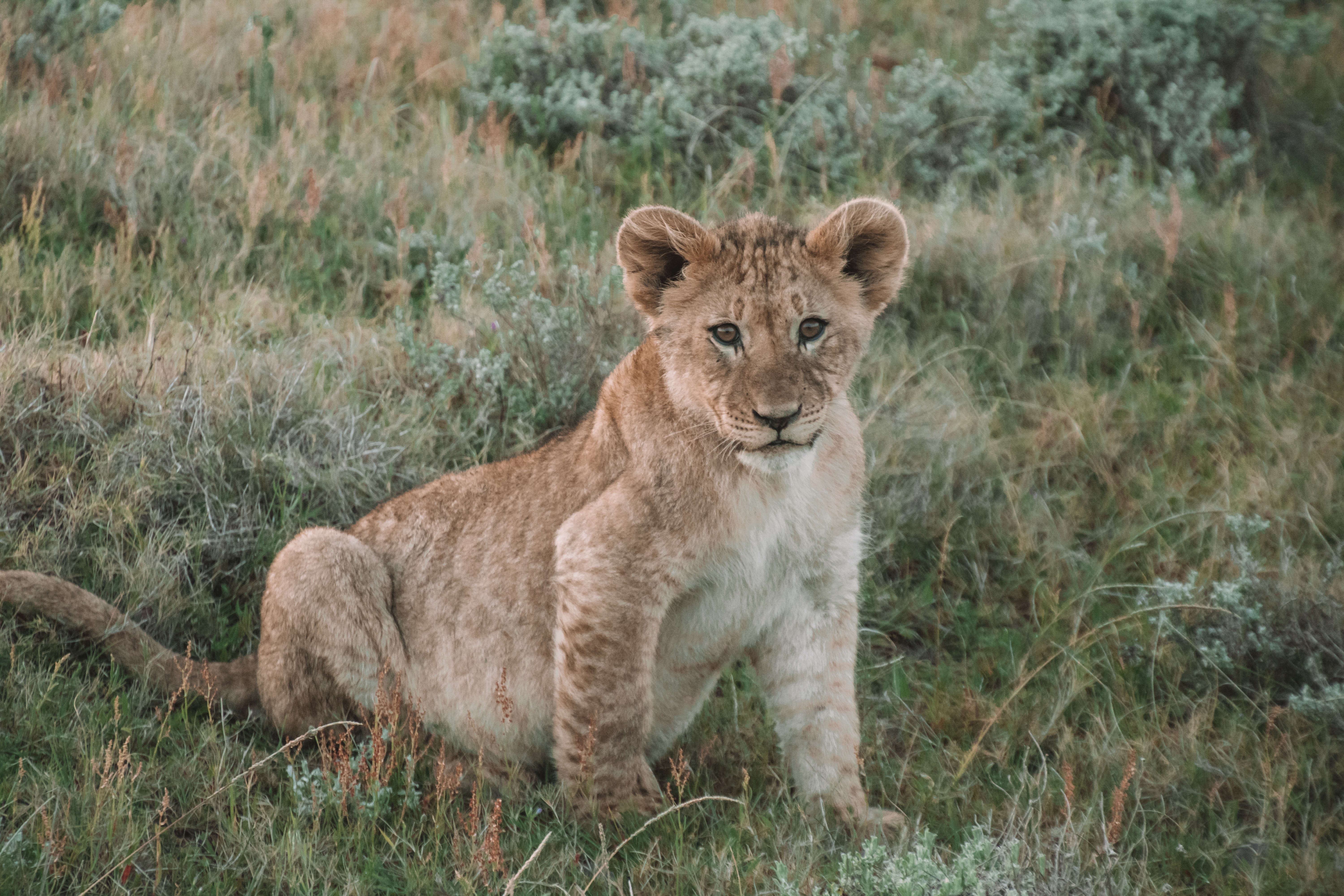 Download mobile wallpaper Young, Joey, Animal, Animals, Lion Cub, Wildlife, Lion for free.