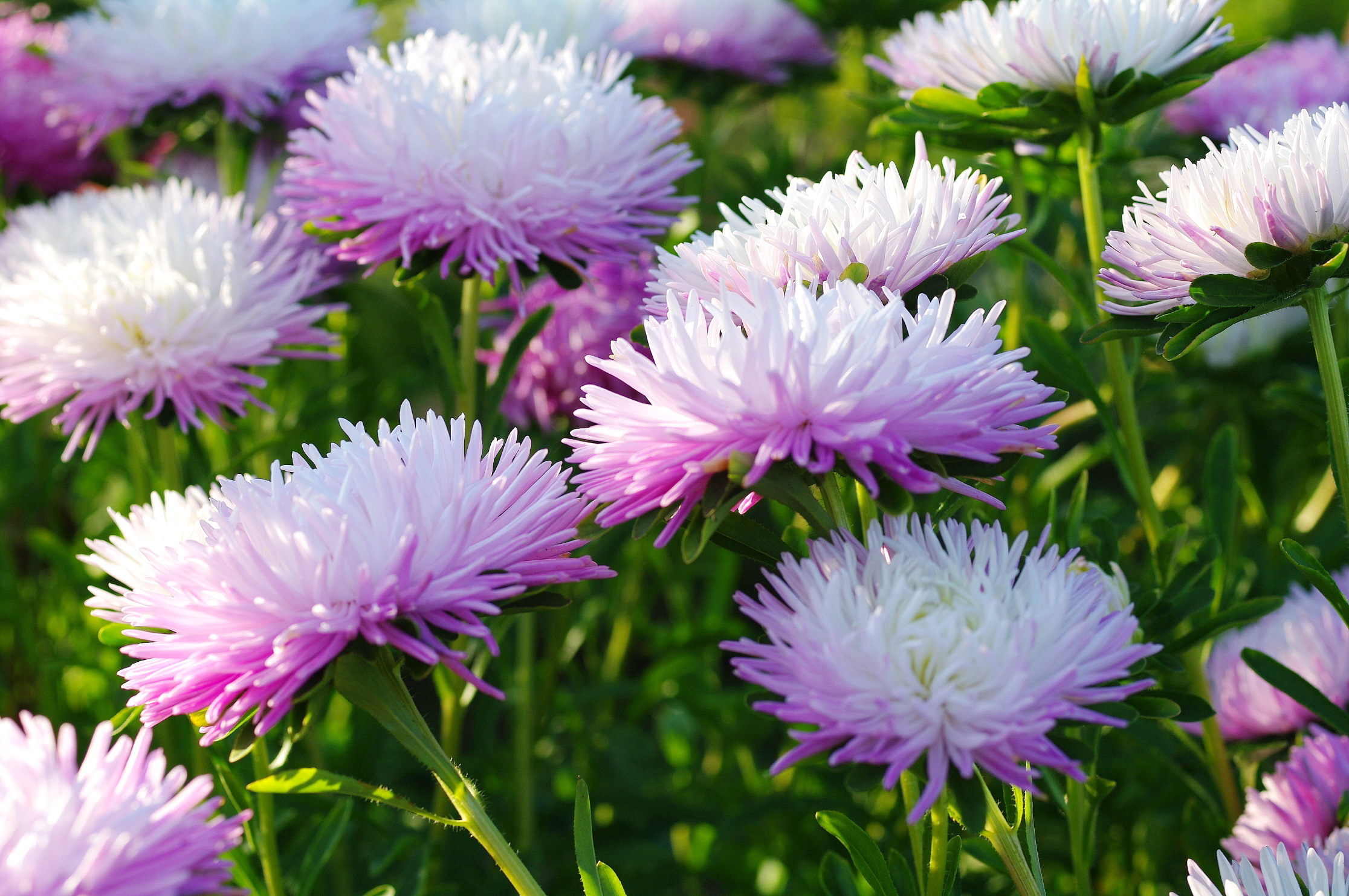 Download mobile wallpaper Nature, Flowers, Flower, Earth, Daisy, Pink Flower for free.