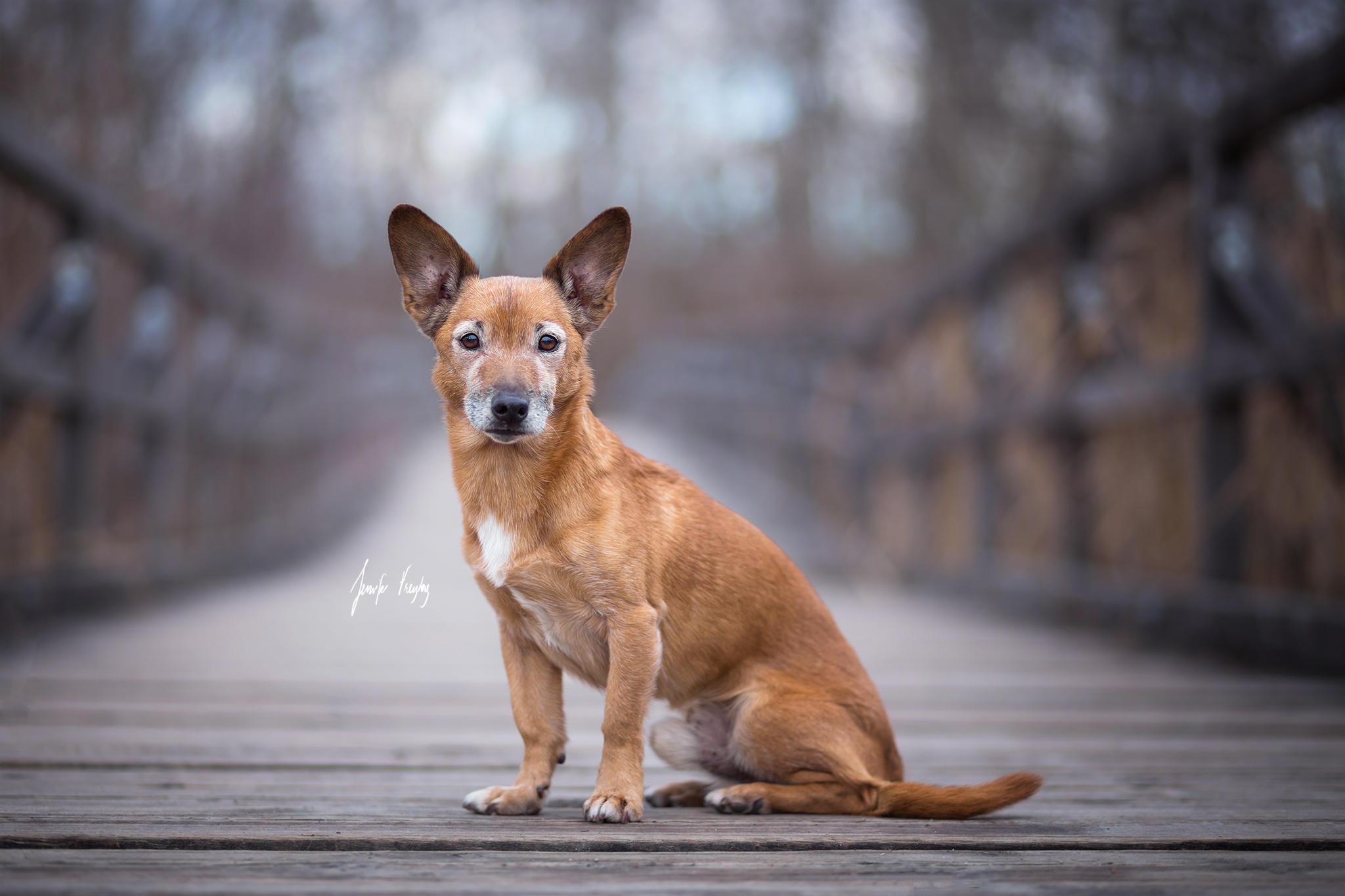 Descarga gratuita de fondo de pantalla para móvil de Perros, Perro, Animales.