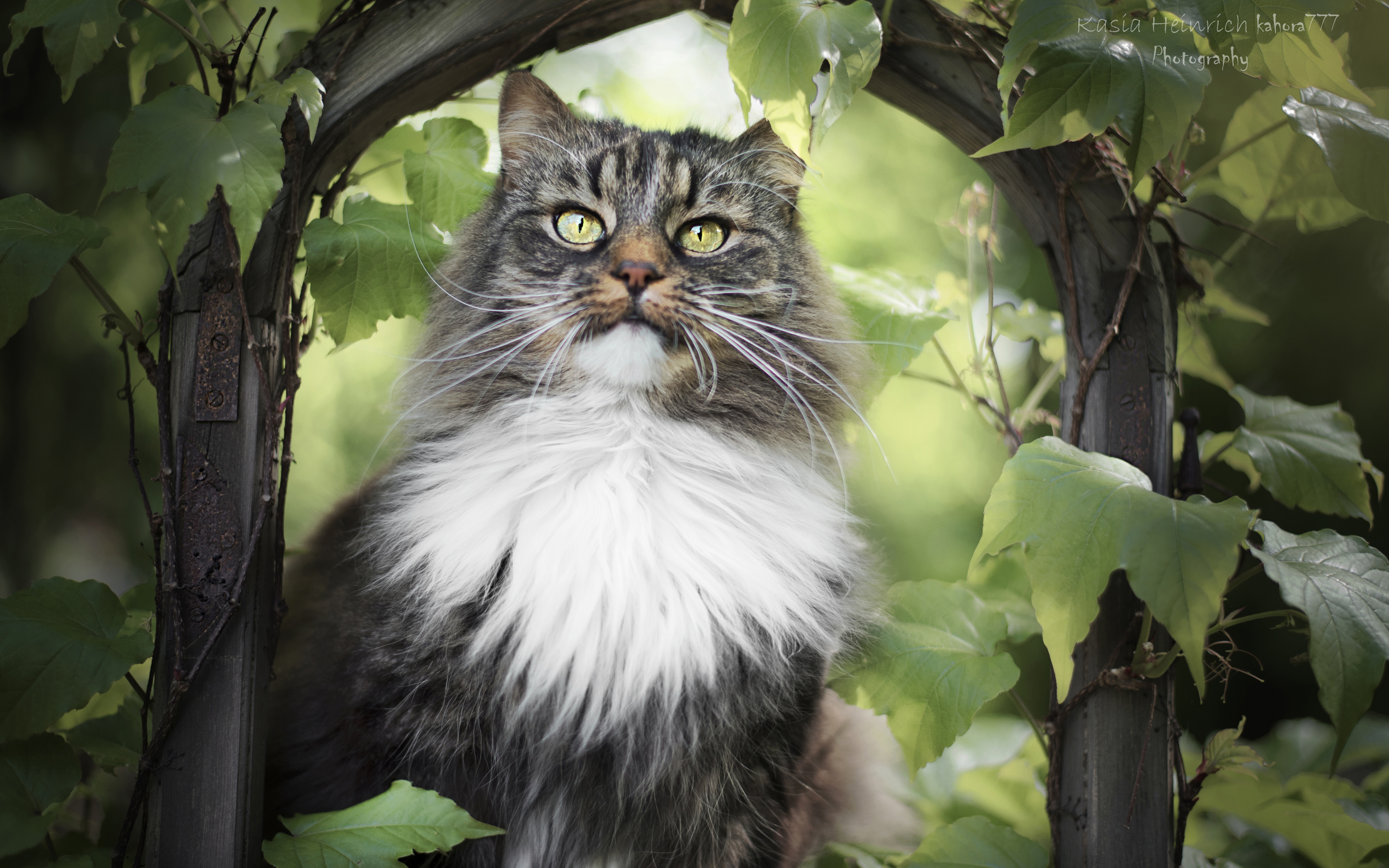 Baixar papel de parede para celular de Animais, Gatos, Gato gratuito.