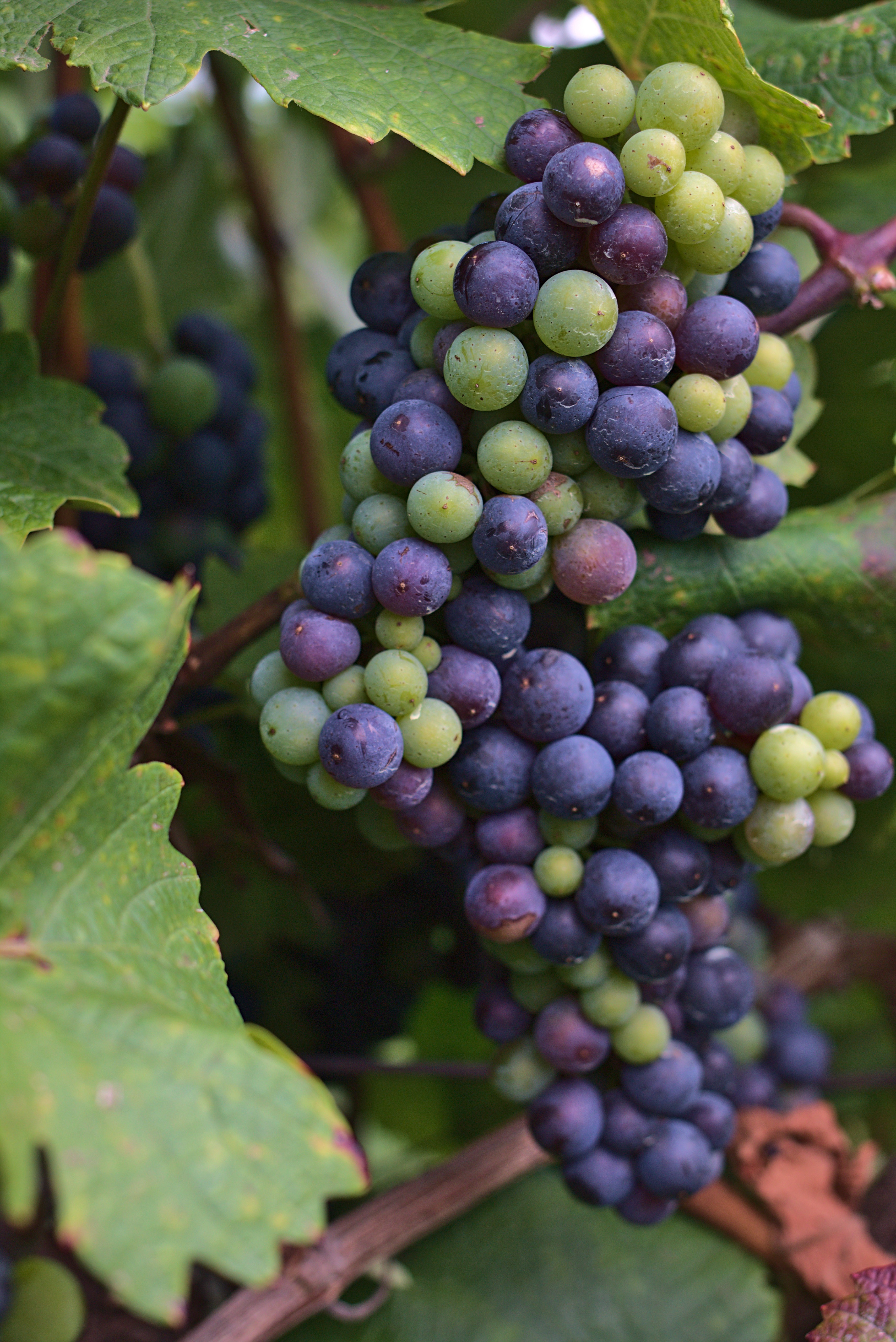 96066 baixar papel de parede uvas, berries, verde, azul, macro, cacho, monte - protetores de tela e imagens gratuitamente